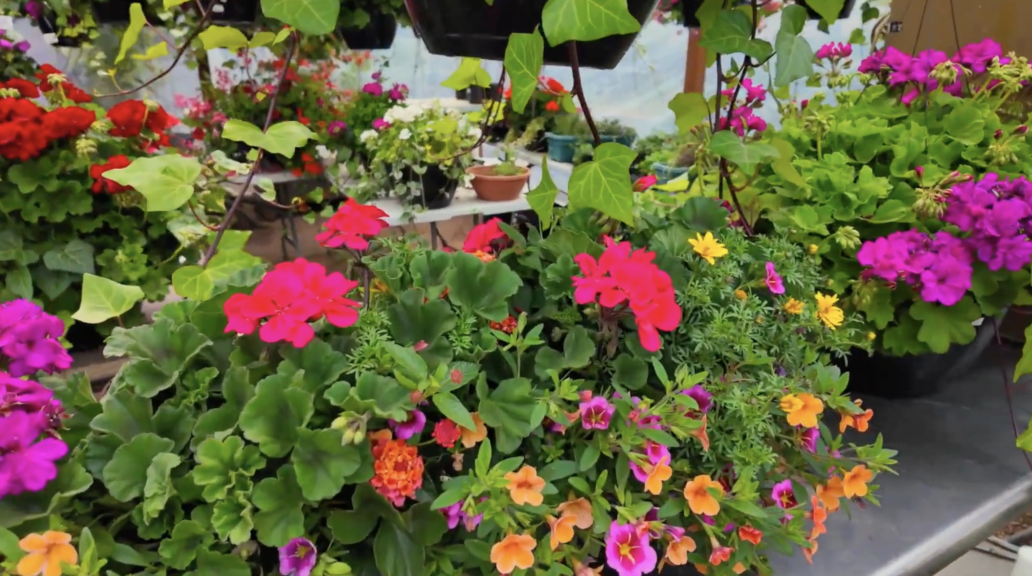 Cave Cat Gardens family greenhouse in Estes Park Colorado