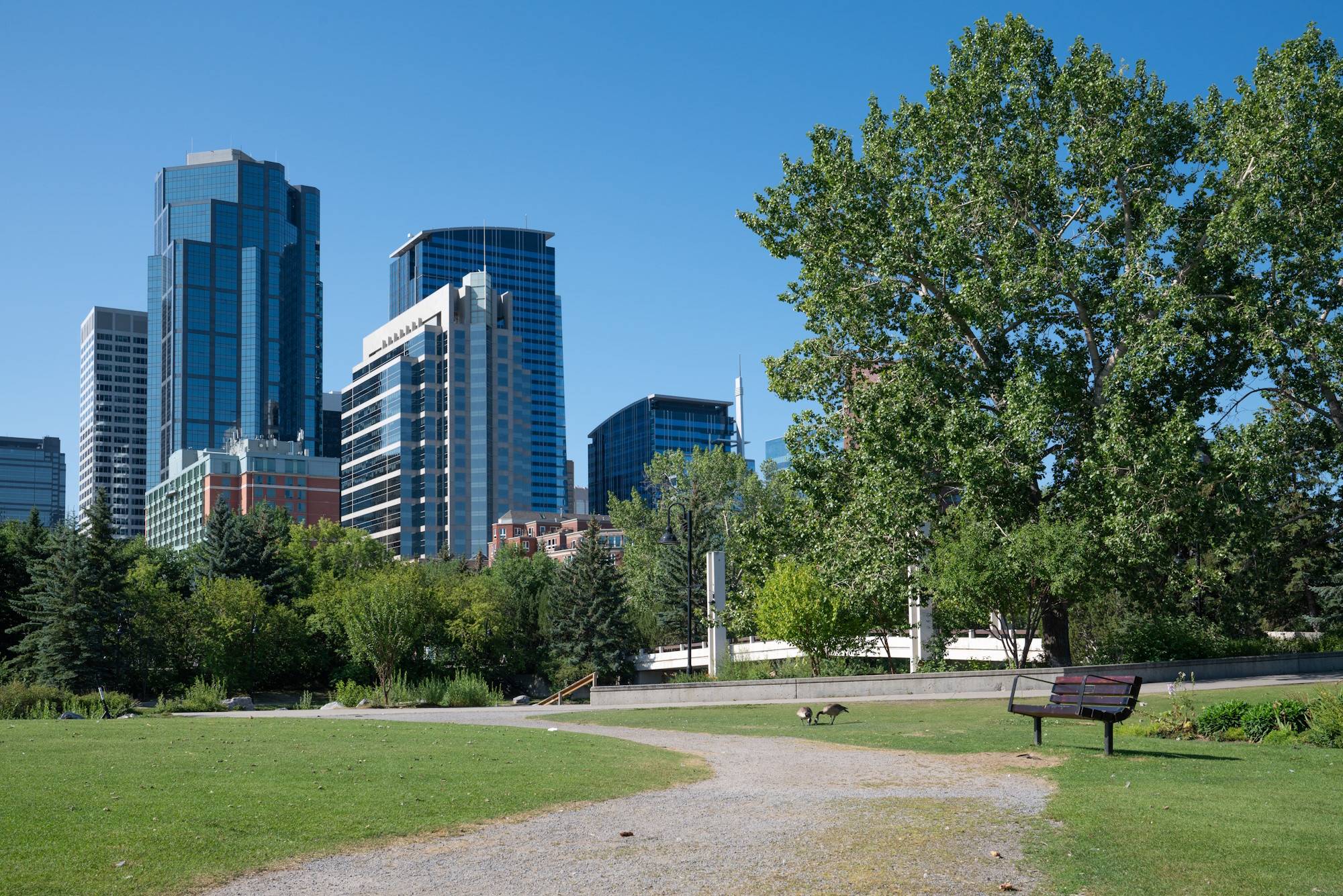 8 Facts About Living in Calgary: Can You Handle the Truth? header image.
