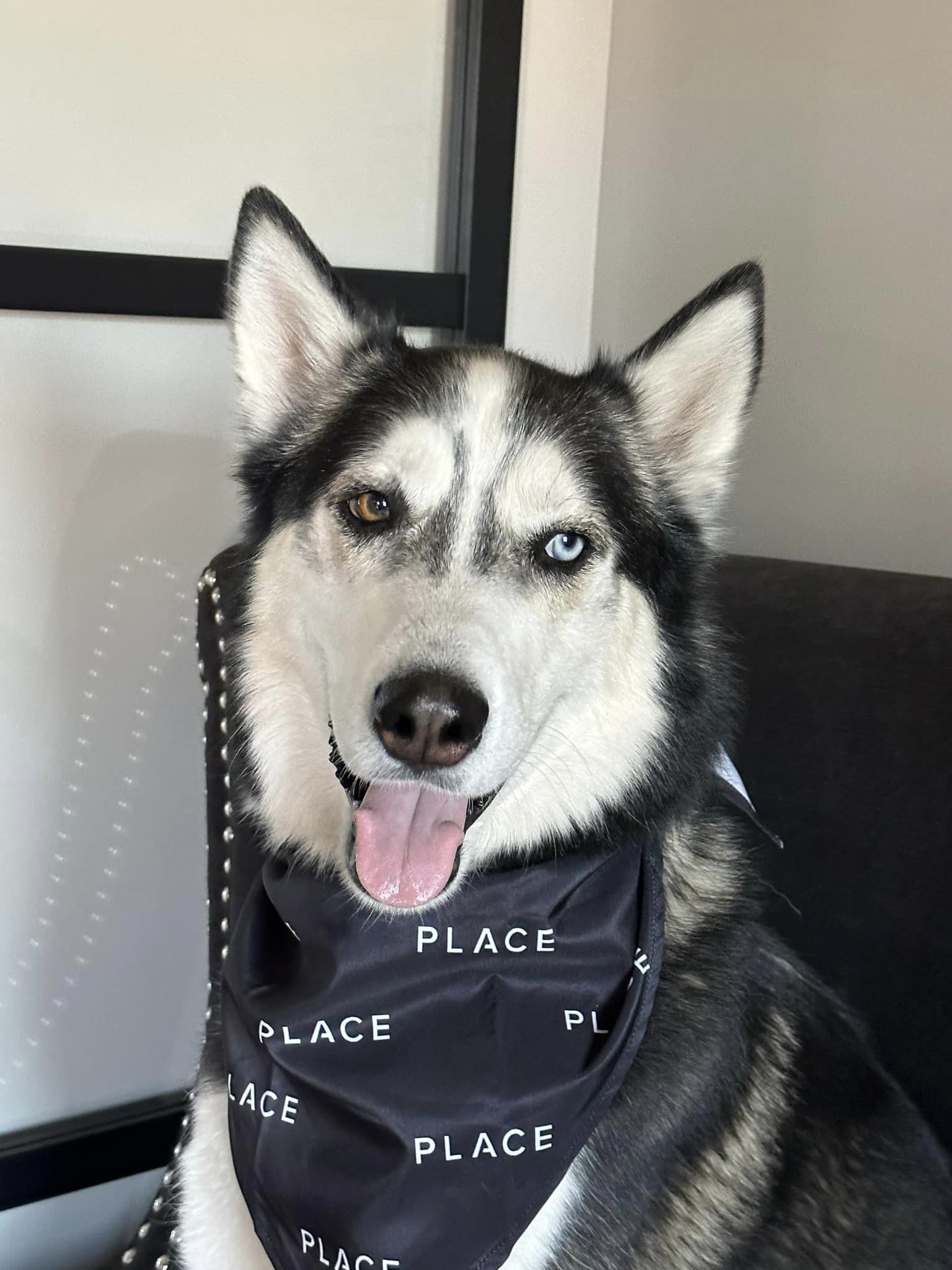 Hi, My Name is Kodiak header image.