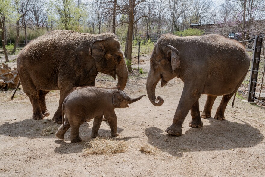 Zoo Adventure