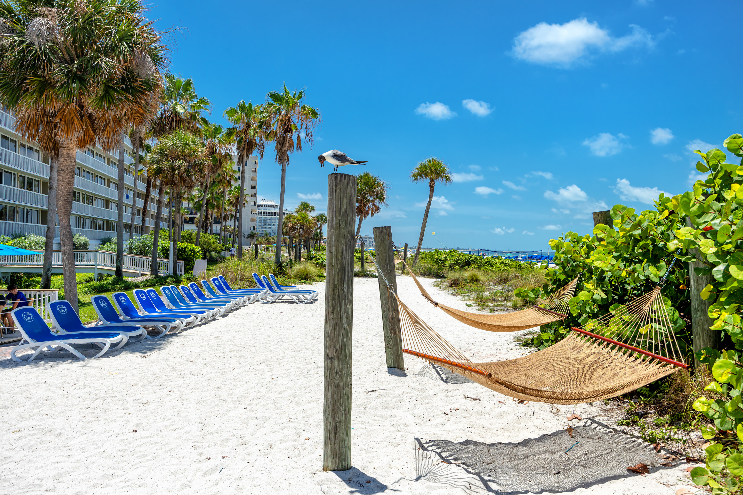 Tradewinds of St. Pete Beach Beach access hammocks with perched seagull