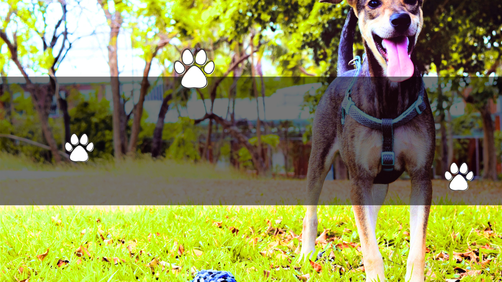 Unleashing Happiness: The Best Dog Parks in the South Sound header image.