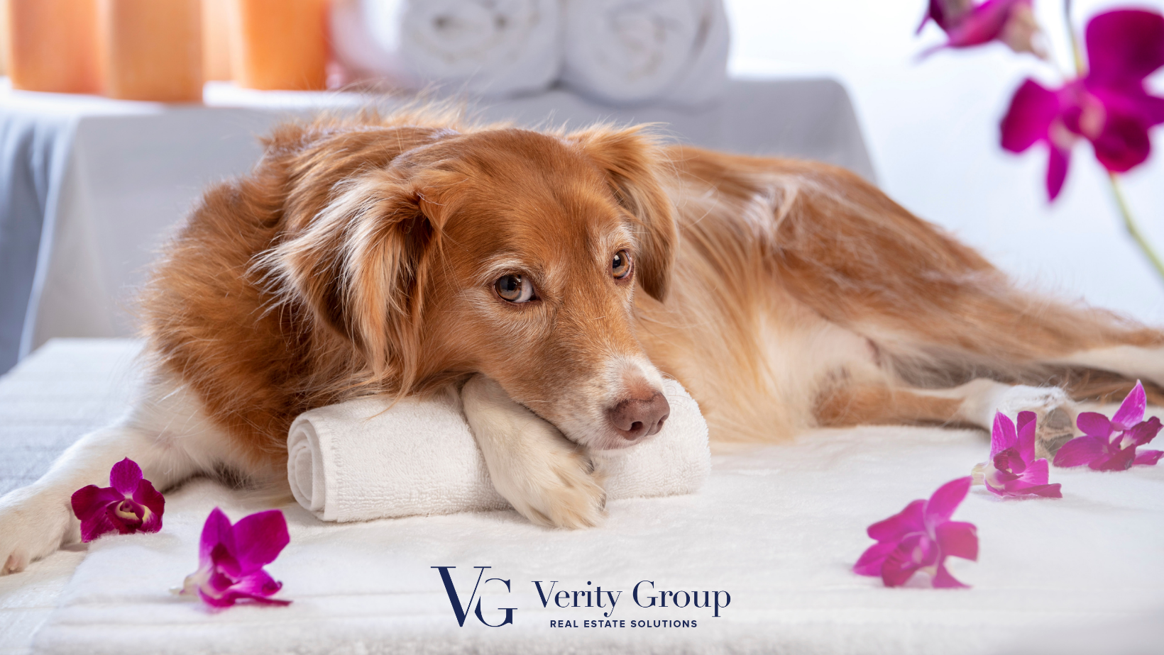 What Should I Do With My Pet During Home Showings? header image.