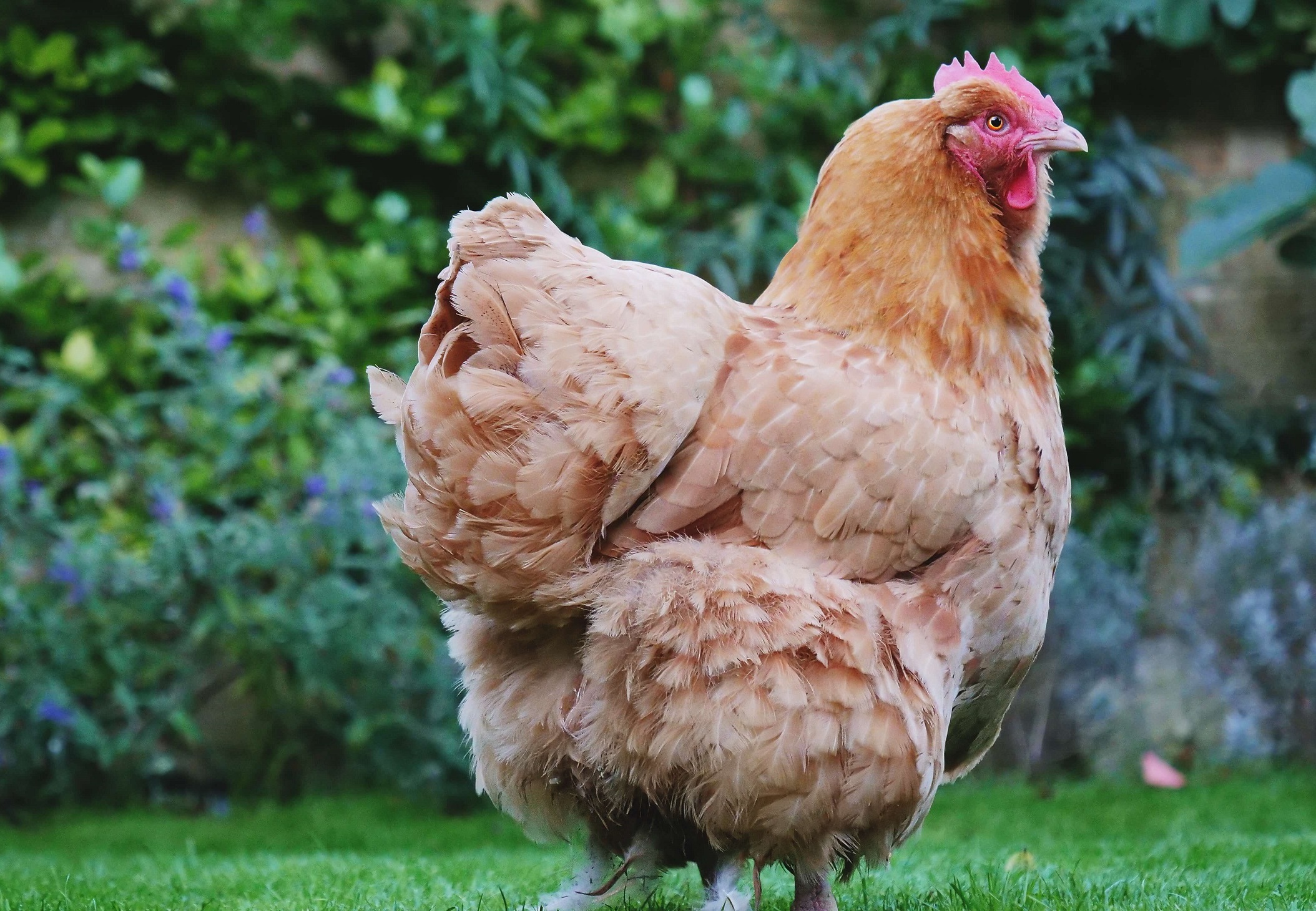 This Chicken's Blog header image.