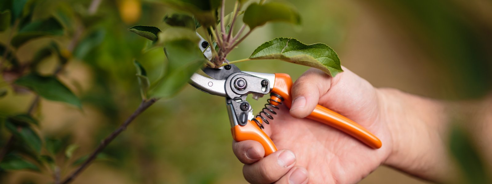 LiveMARYLAND: May Homeownership Checklist header image.