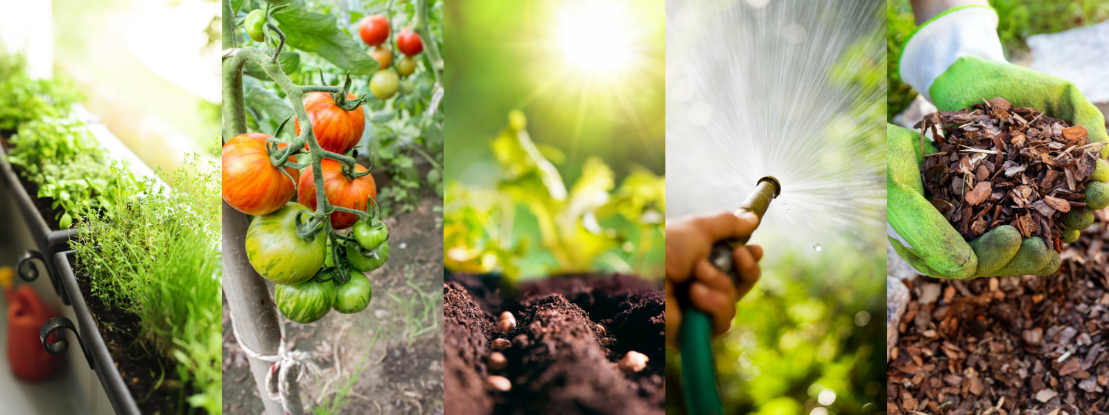 LiveMARYLAND: Tips & Tricks For Starting A Garden header image.