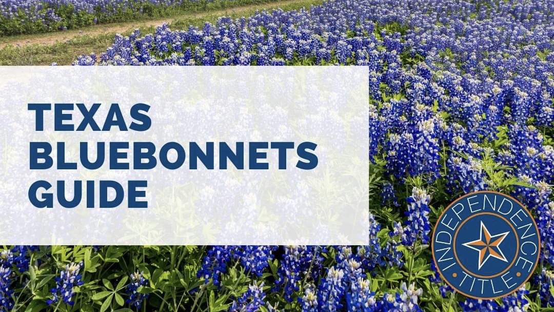 Texas Bluebonnet Guide header image.