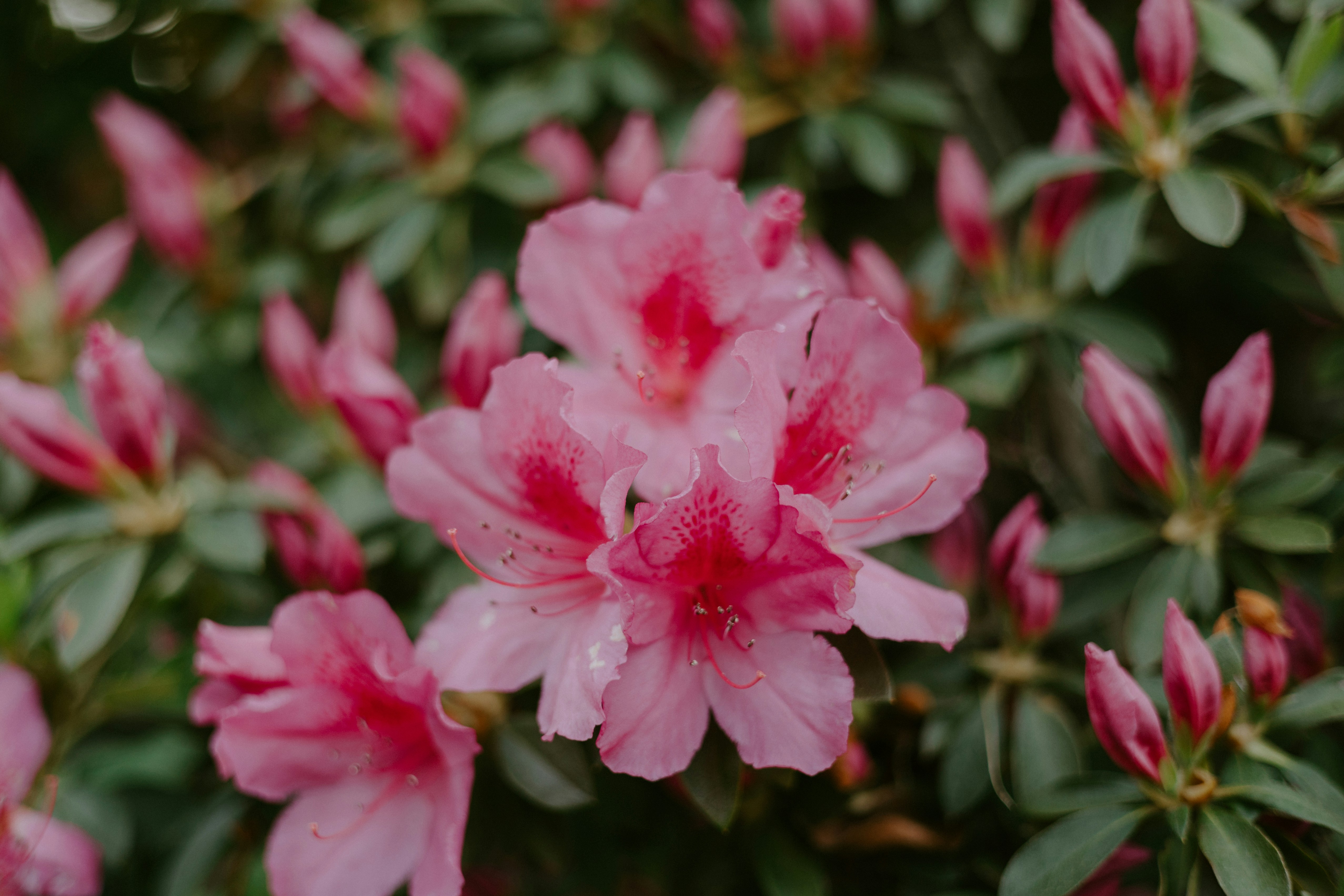 pink azaleas on a green background spring trends for home design
