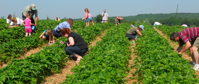 The Best U-Pick Farms to Visit this Summer header image.