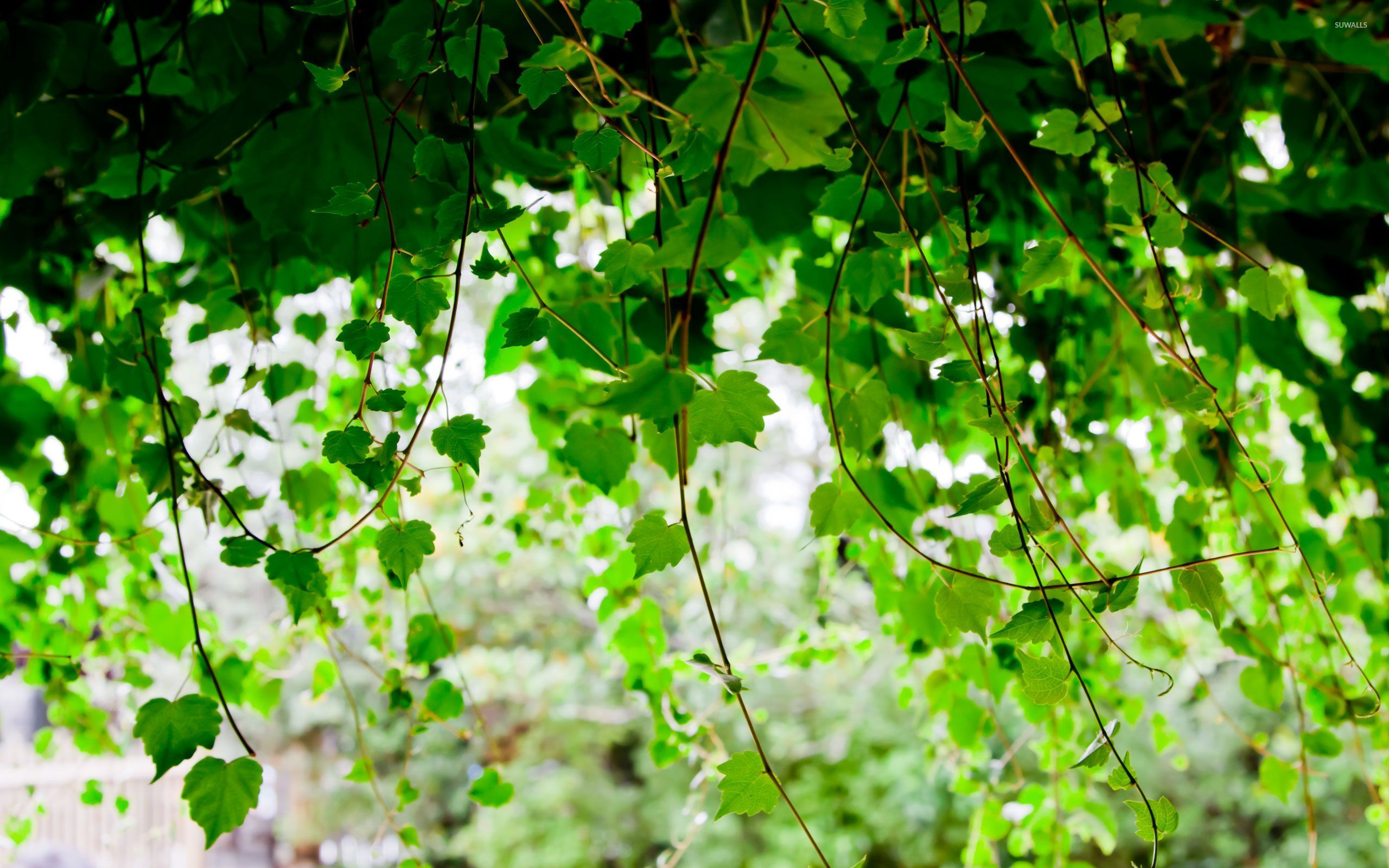 Let There Be No Light: Low-Light Plants header image.