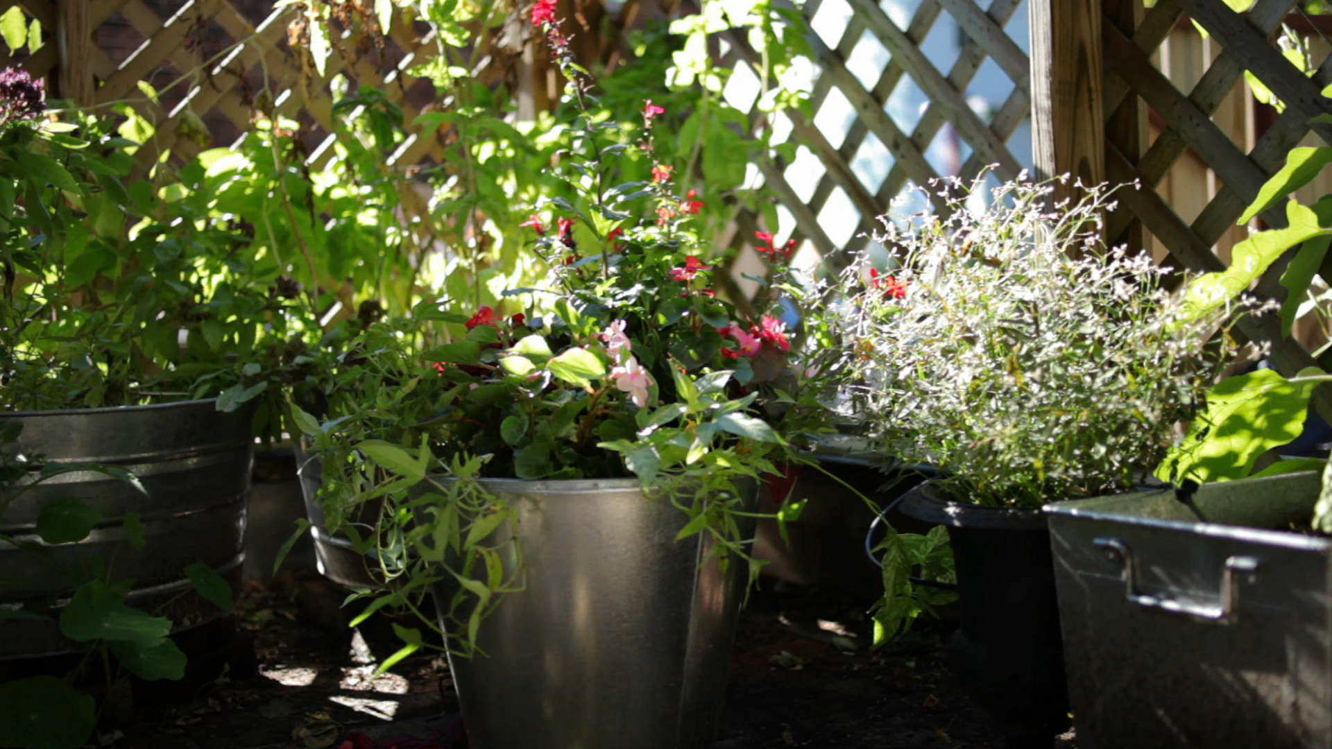 Container Planting Made Simple header image.