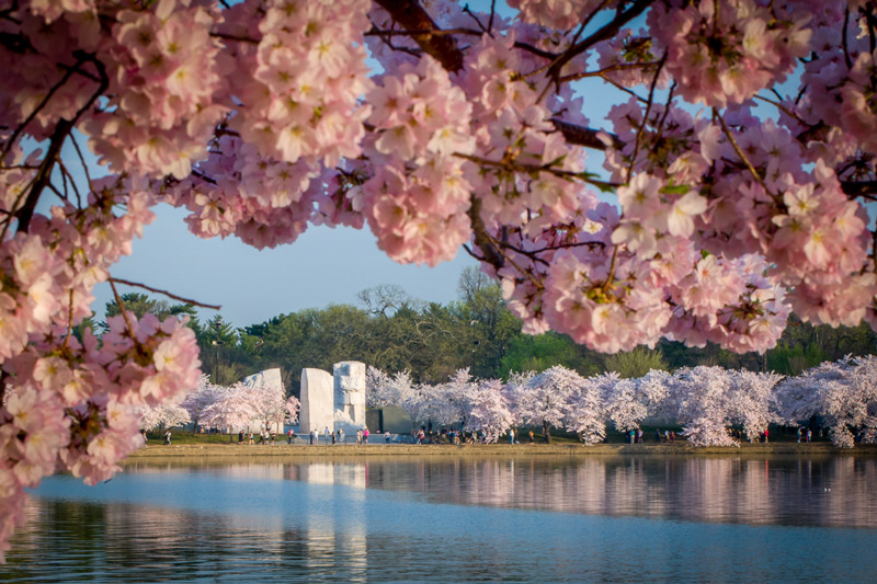 The History of Washington DC’s Cherry Trees header image.
