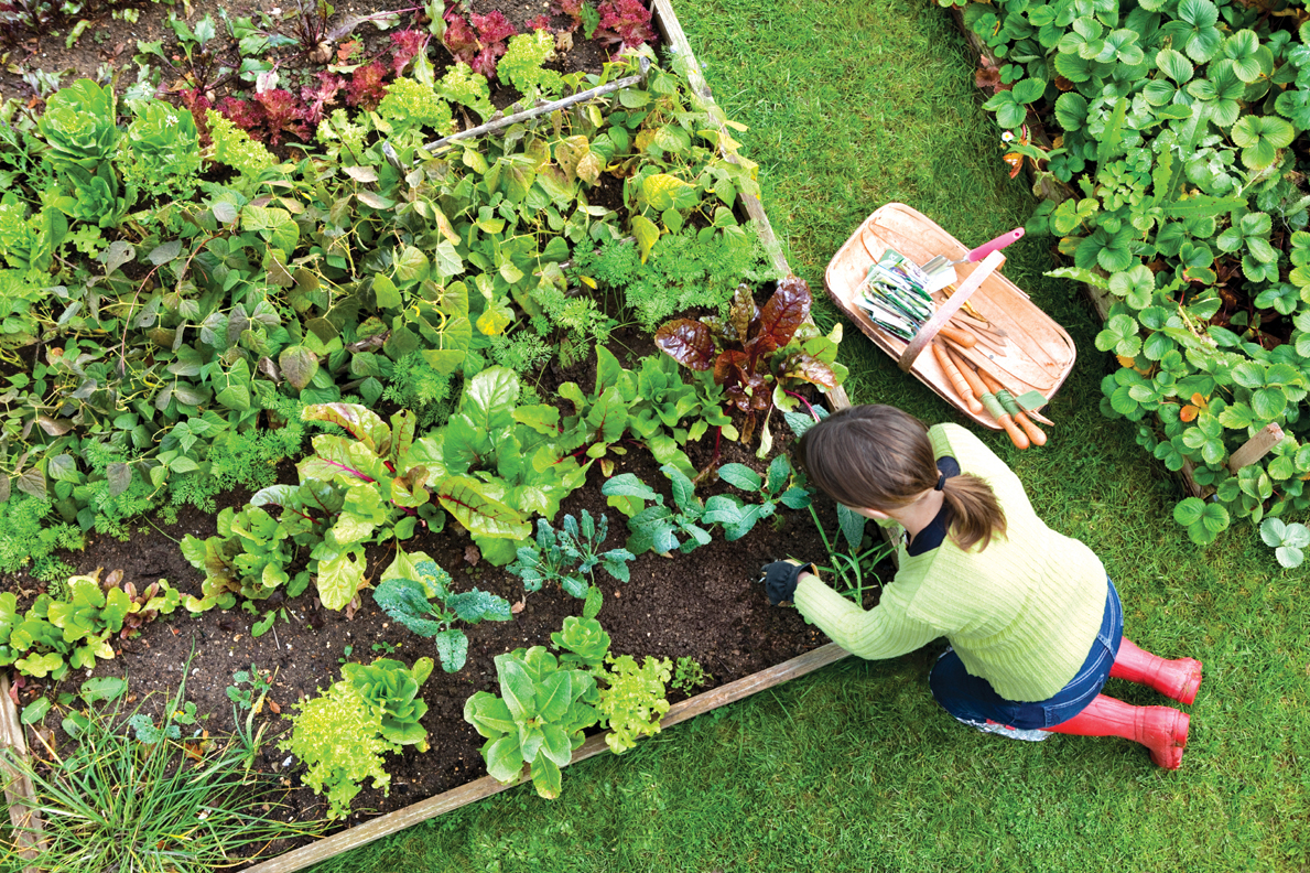 Tips for Maintaining a Vegetable Garden header image.