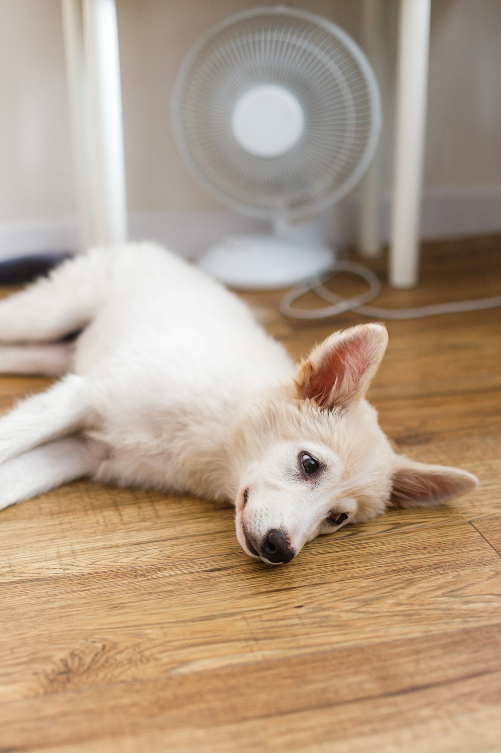 5 Stylish Ways to Keep Your Home Cool header image.