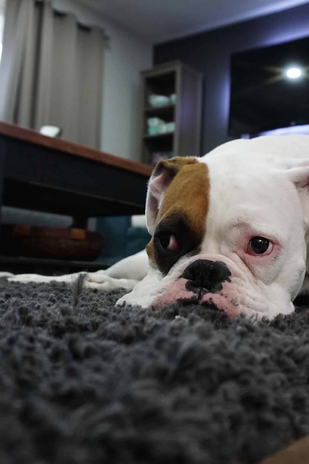 Home Selling Tips for Pet Owners header image.