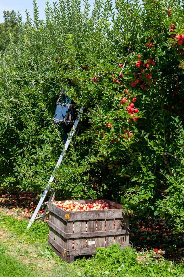 10 Apple Orchards Near Charlotte Perfect for a Fall Outing header image.
