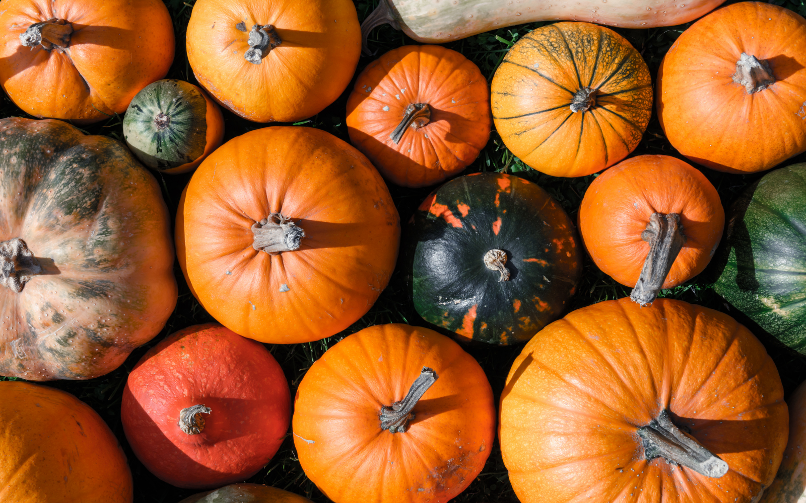 October Events: Halloween & Harvest header image.