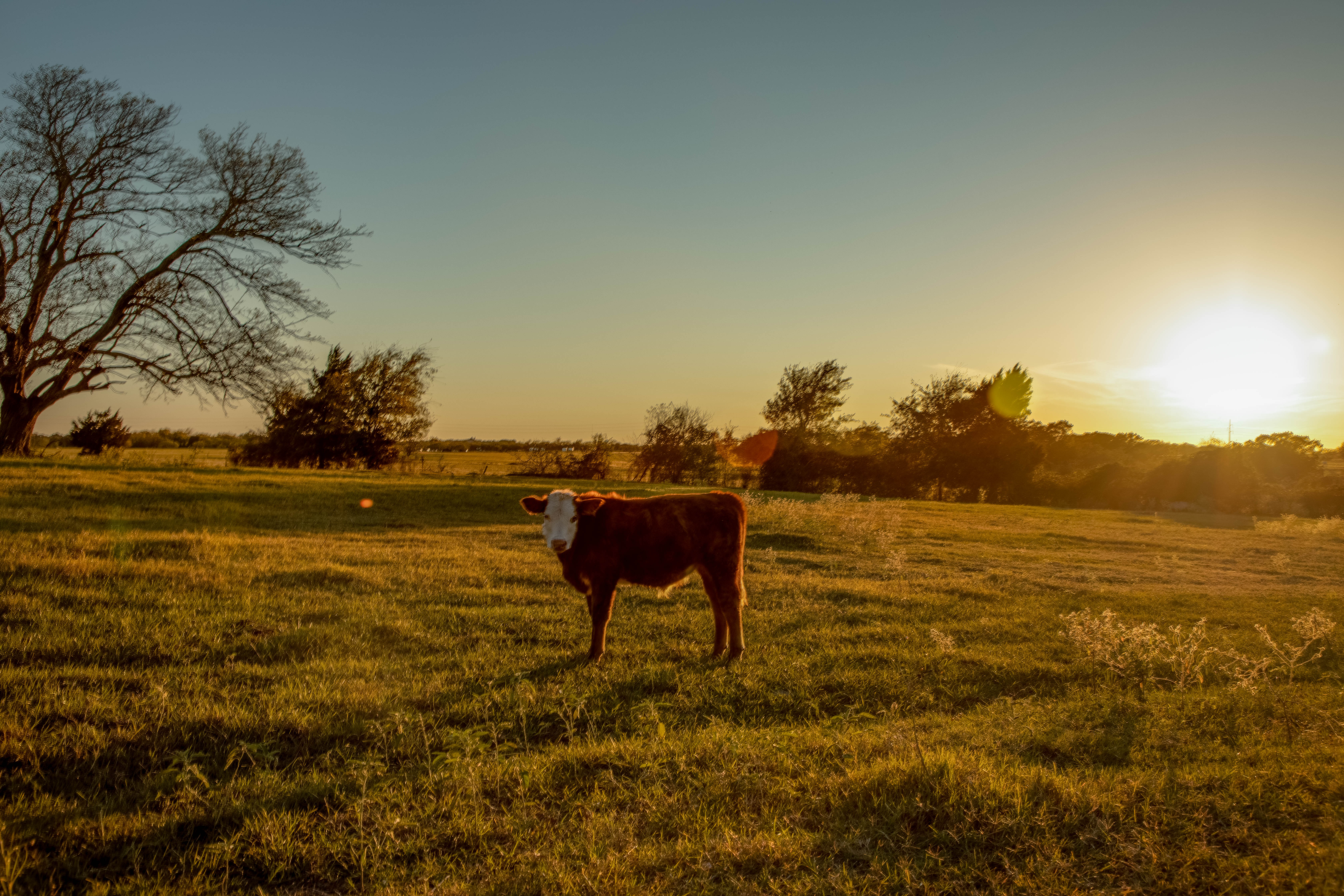 Sold! 5223 Wilcox Ln header image.