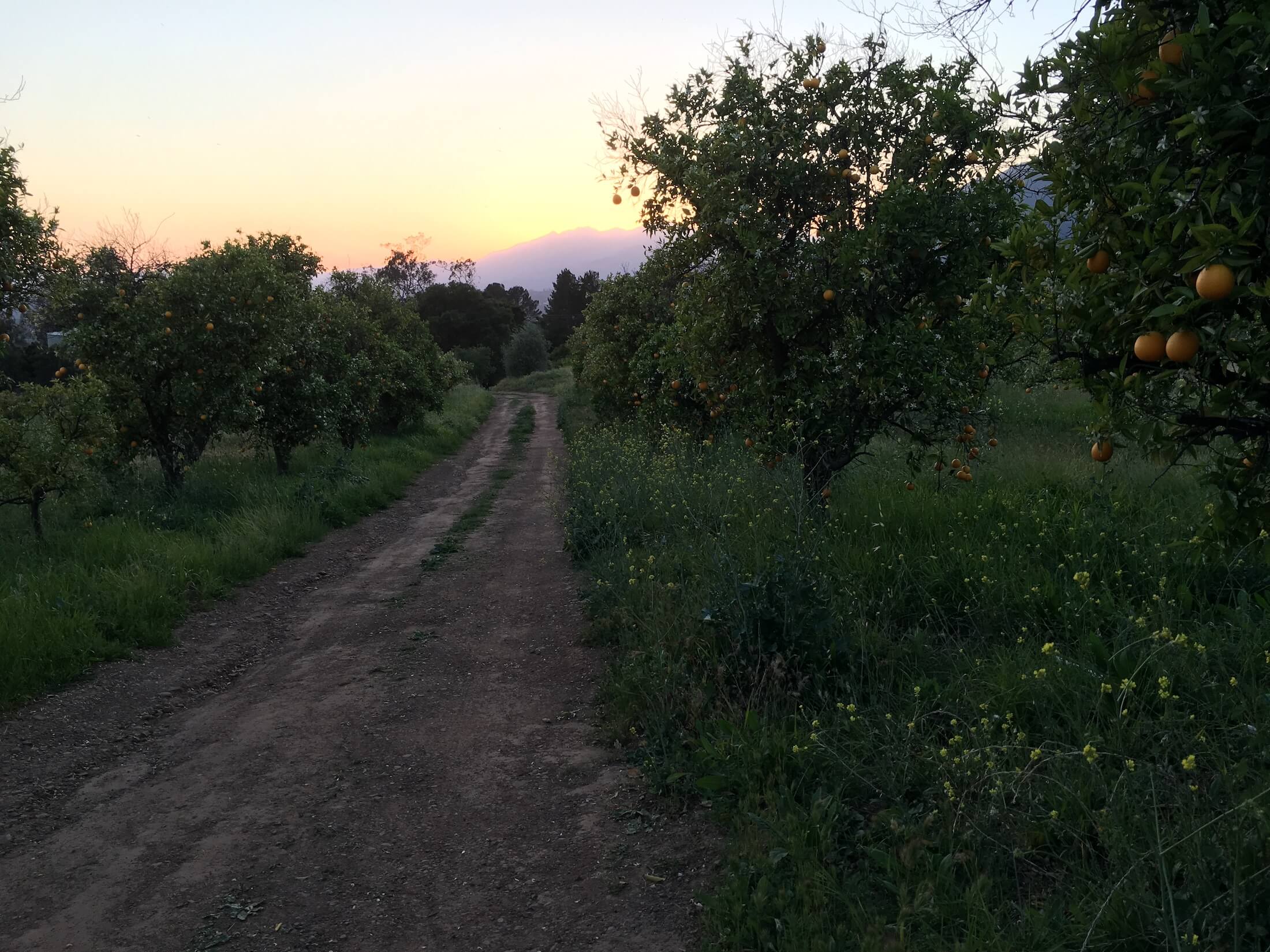 Ojai or Oh-No? A Love Letter to Ventura County's Quirky Valley Neighbor header image.