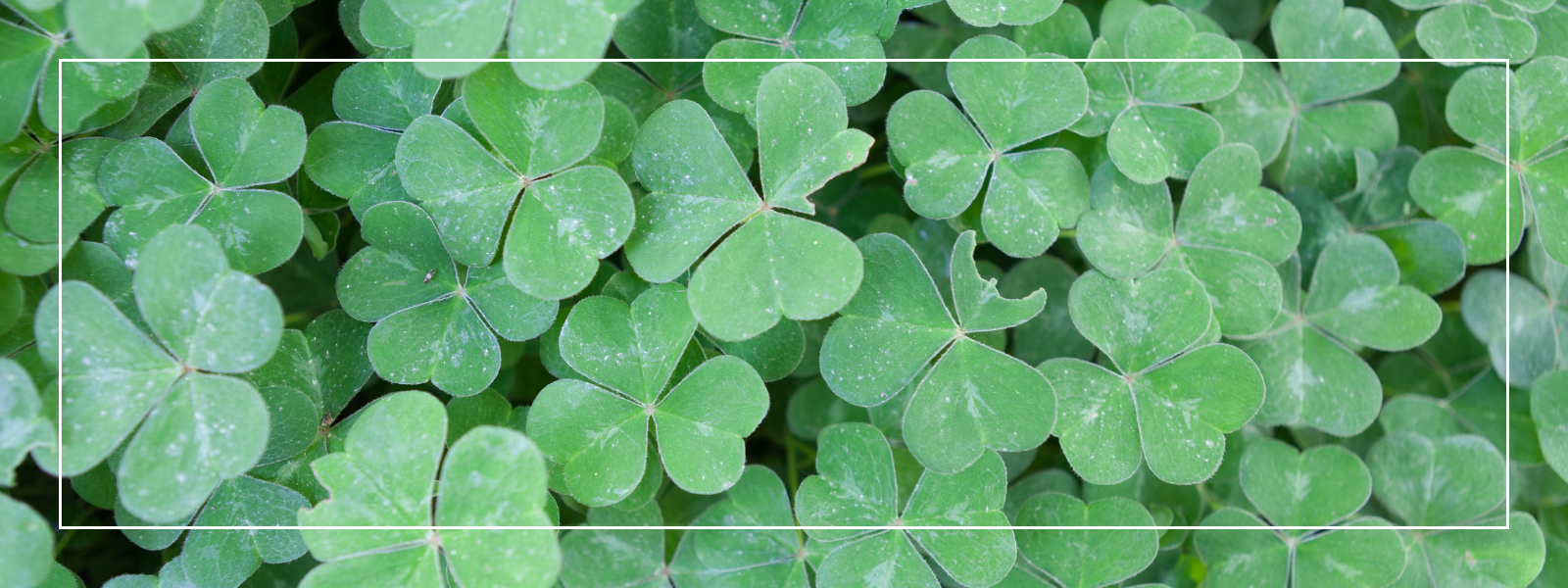 St. Patrick's Day Events Around Charlotte header image.