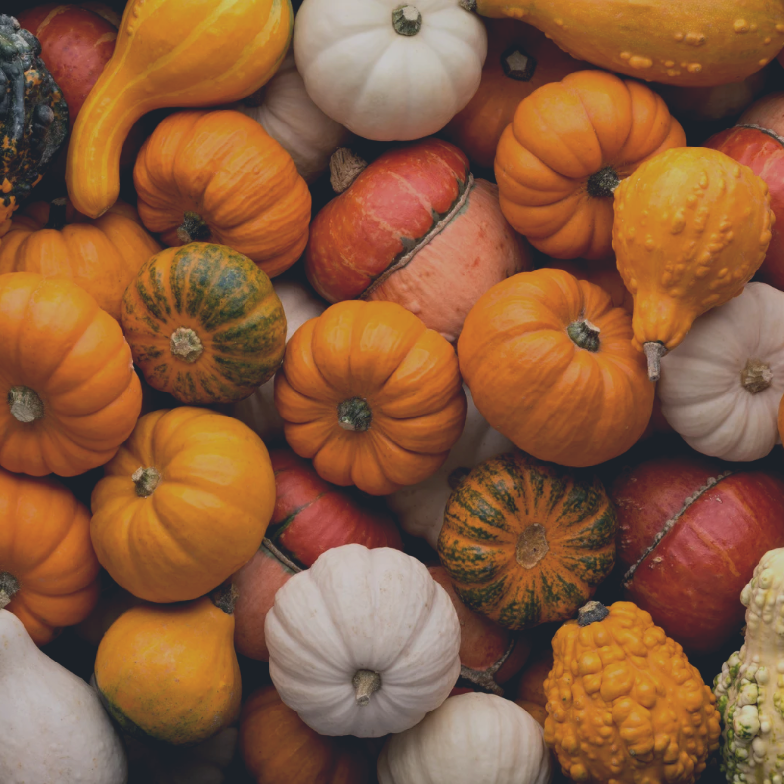 2024 Fall Festival Guide header image.