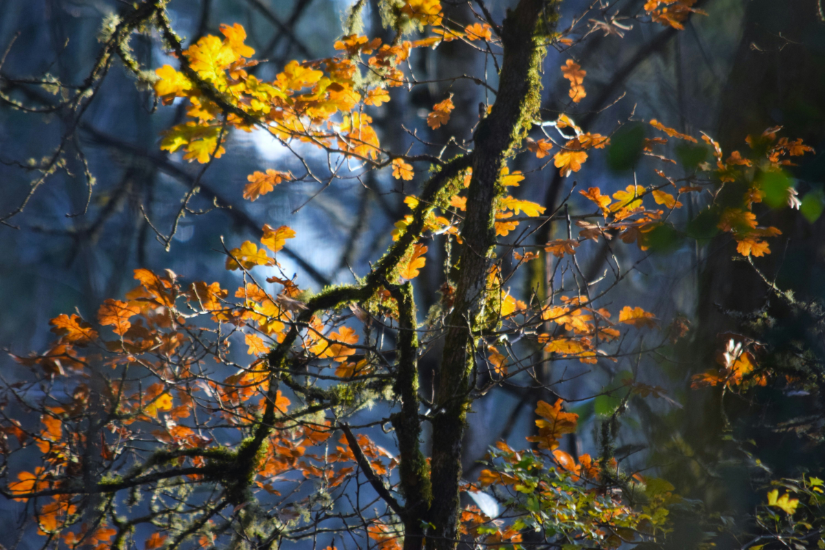 Real Estate Investing in Pierce County: Opportunities & Market Trends header image.