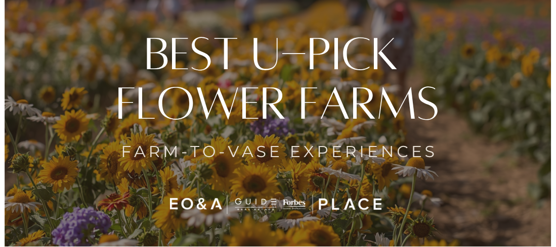 California’s Best U-Pick Flower Farms: Your Guide to Farm-to-Vase Experiences header image.