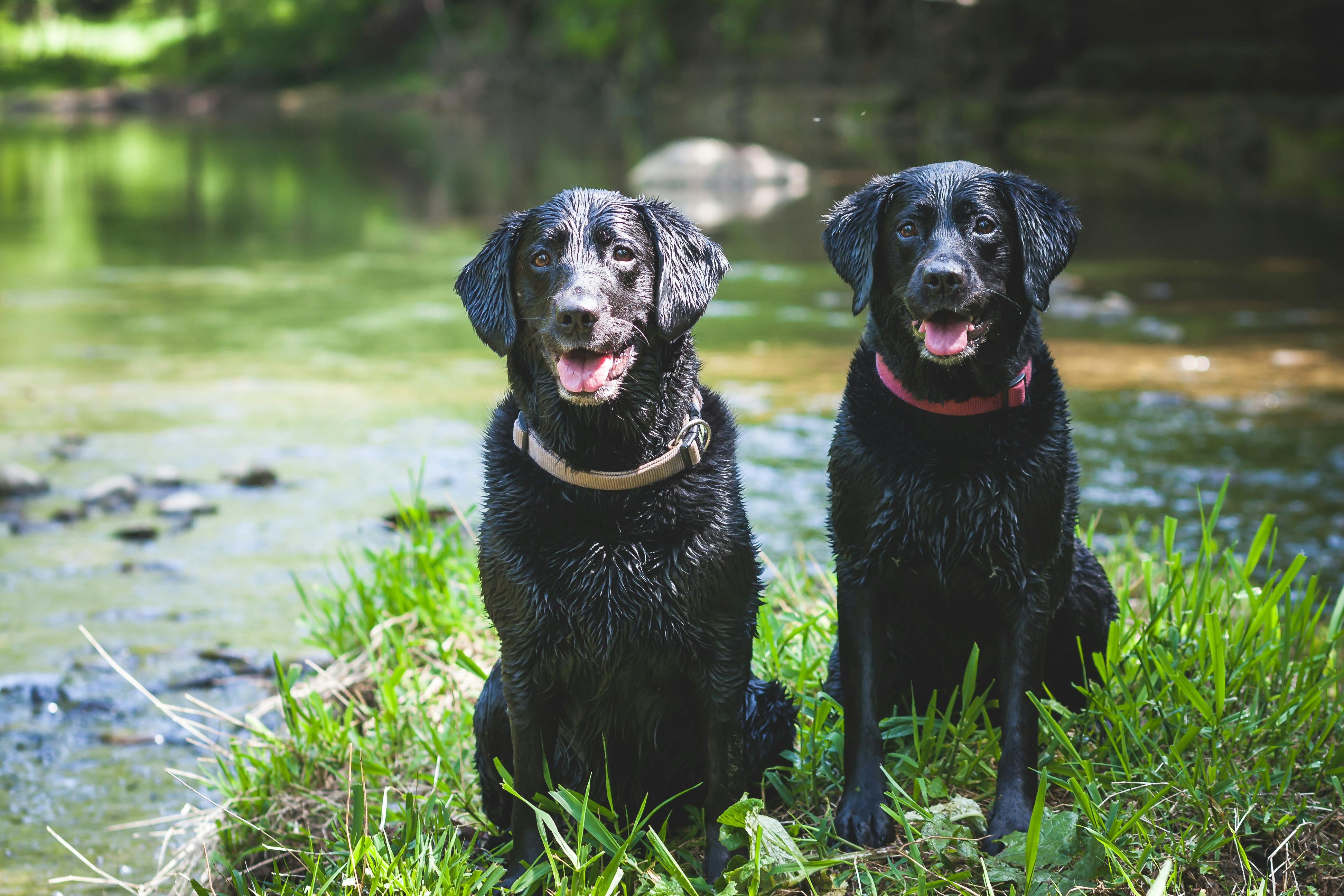 How to Keep Your Pets Cool and Comfortable header image.