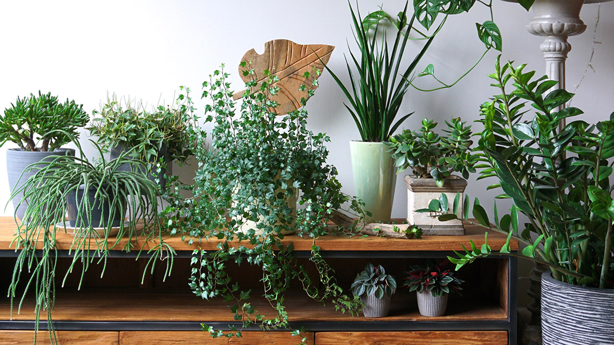 10 Signs You Have Too Many Houseplants header image.