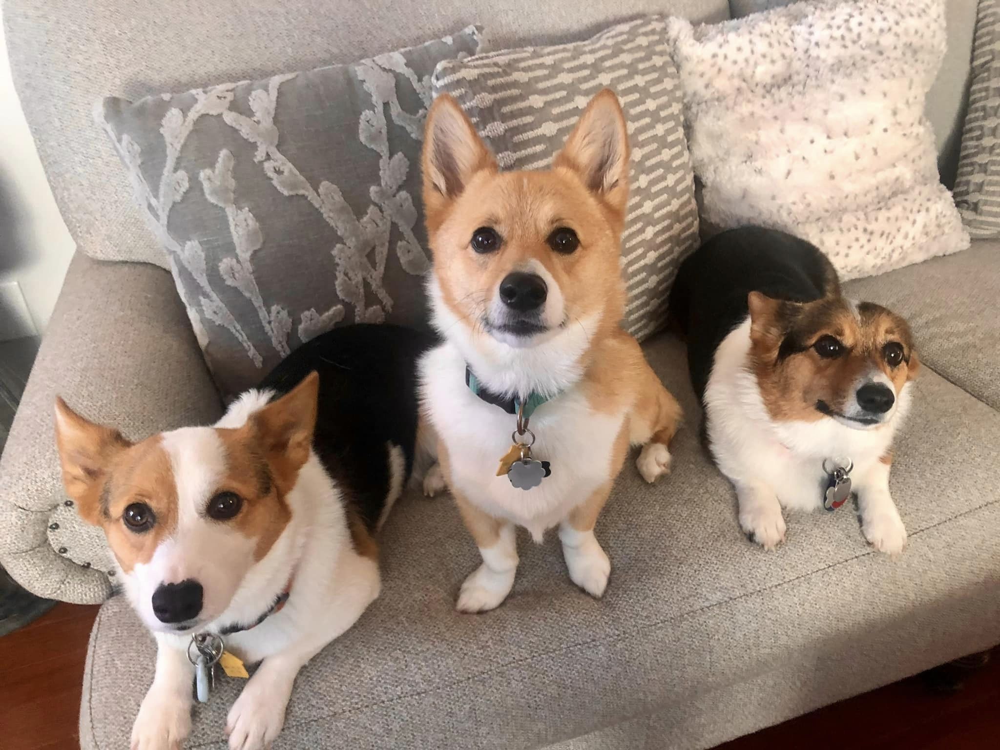 Pet-Friendly Homes: Tail-Wagging Features Your Furry Friends Will Love! header image.