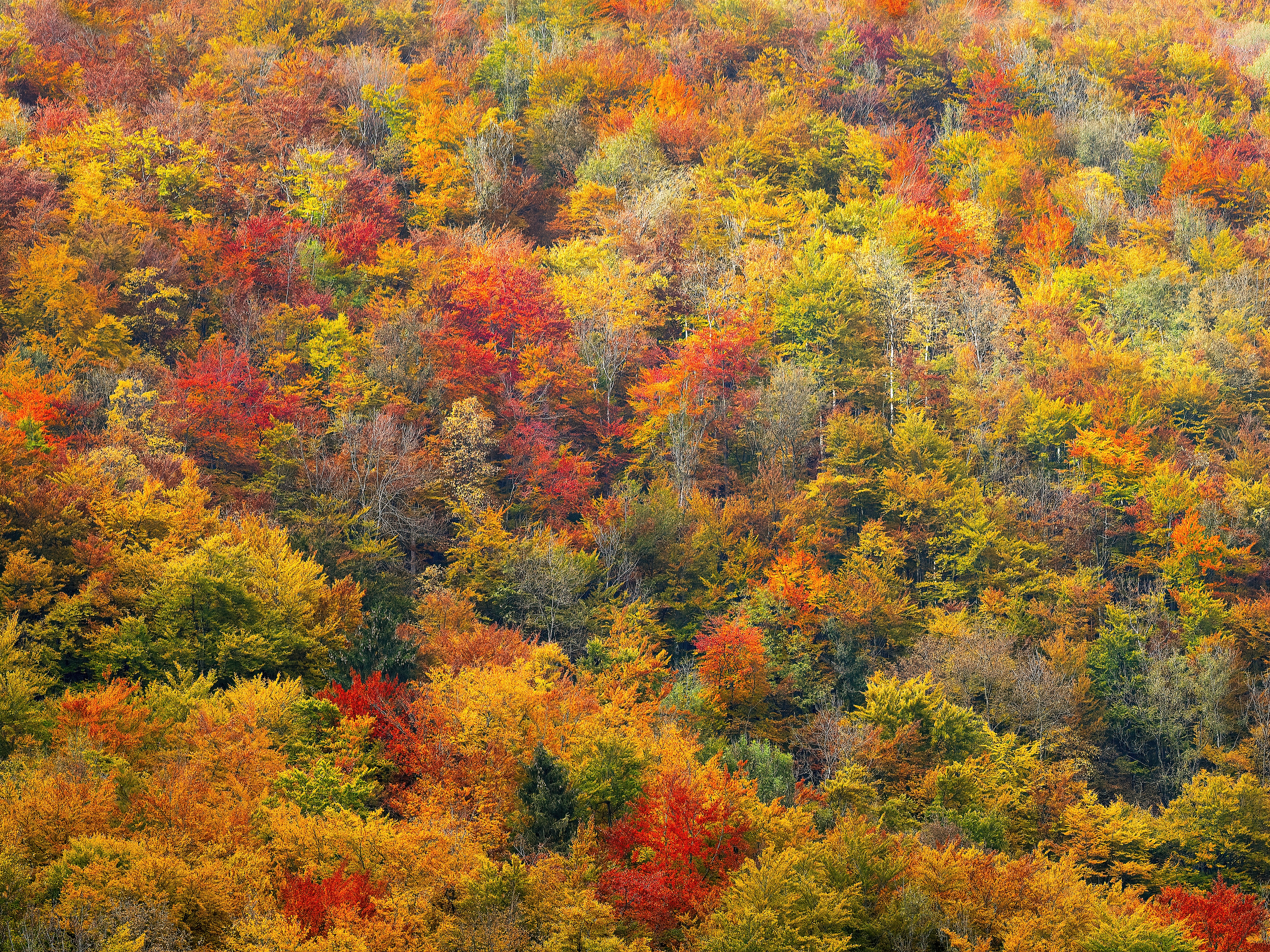 What’s so great about East Tennessee in the Fall? header image.