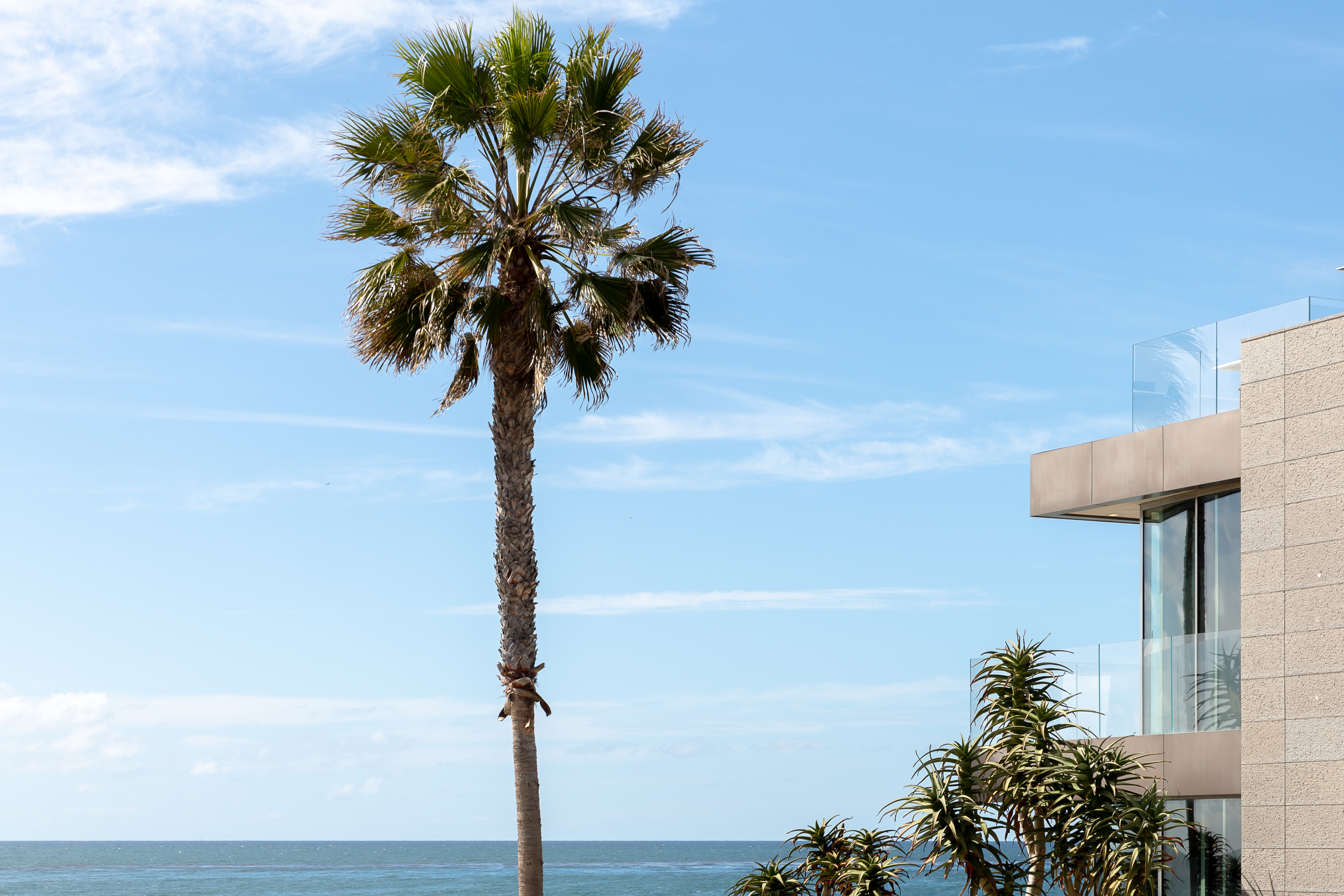 Coastal home in San Diego view of palm Tree