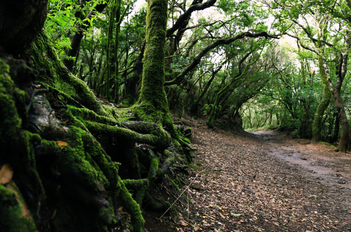 The Best Trail in Pennsylvania is Right Around the Corner header image.