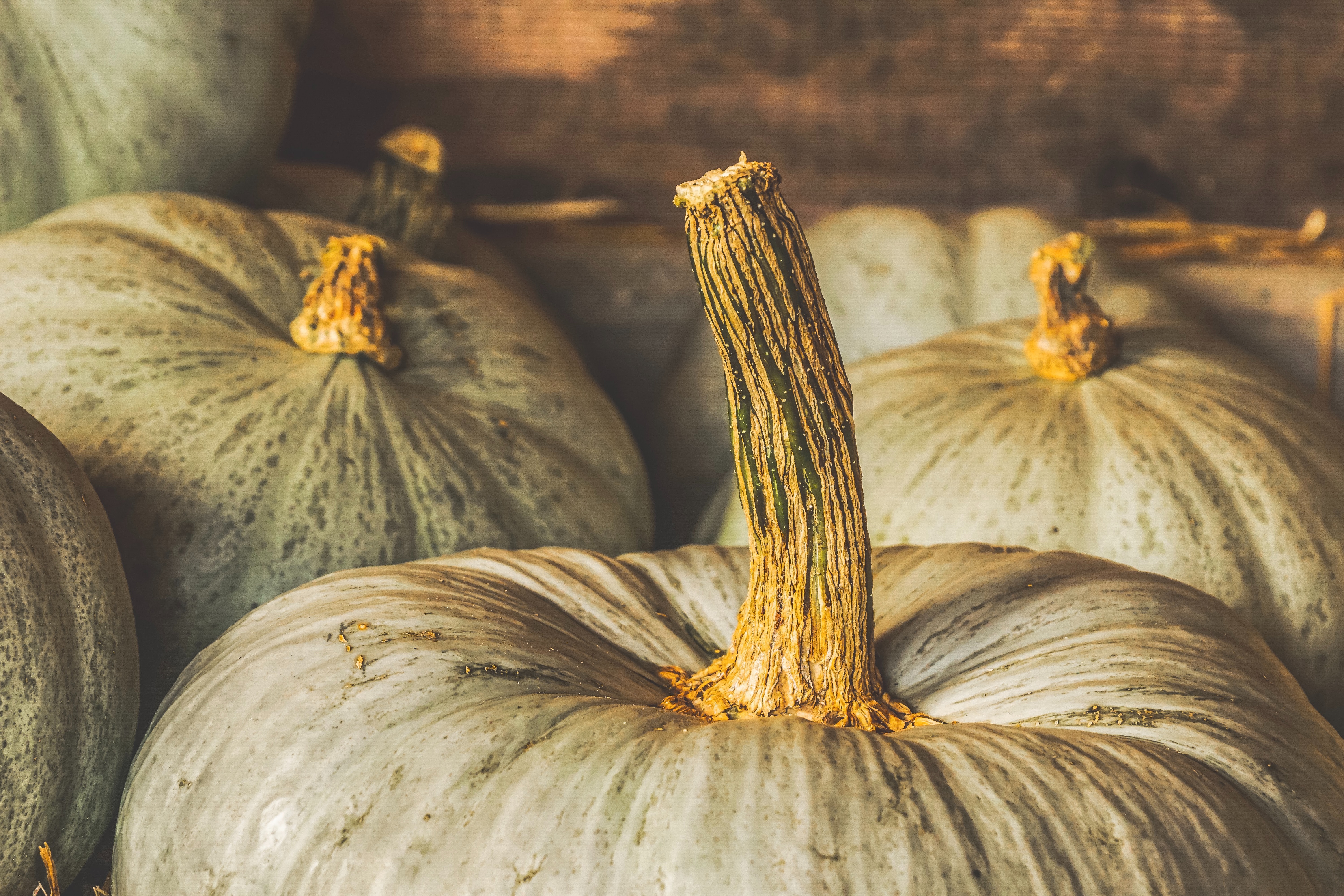 NJ Shore Thanksgiving Events 2019 header image.