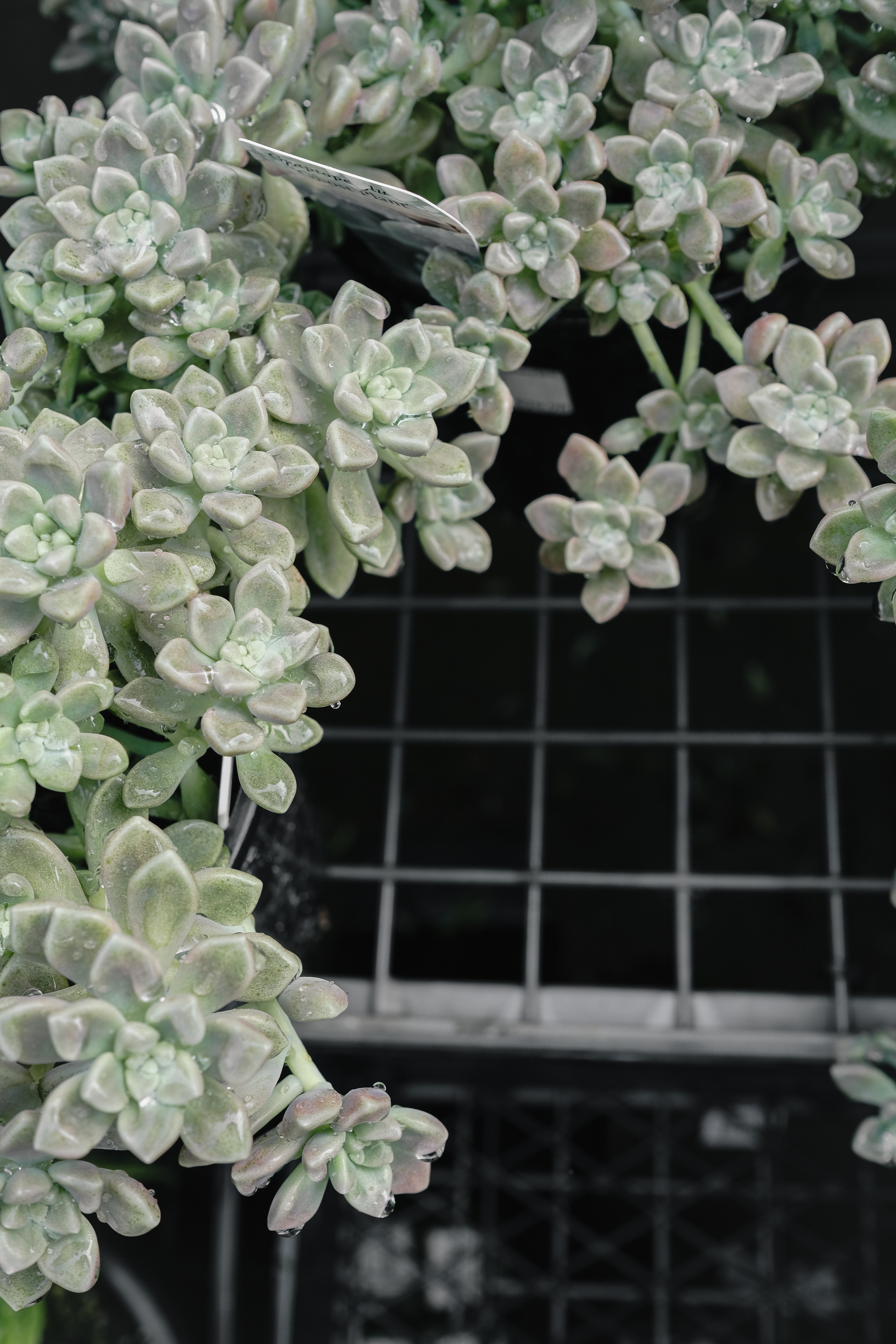 Ways to Use the Color of the Year in Your Spaces header image.