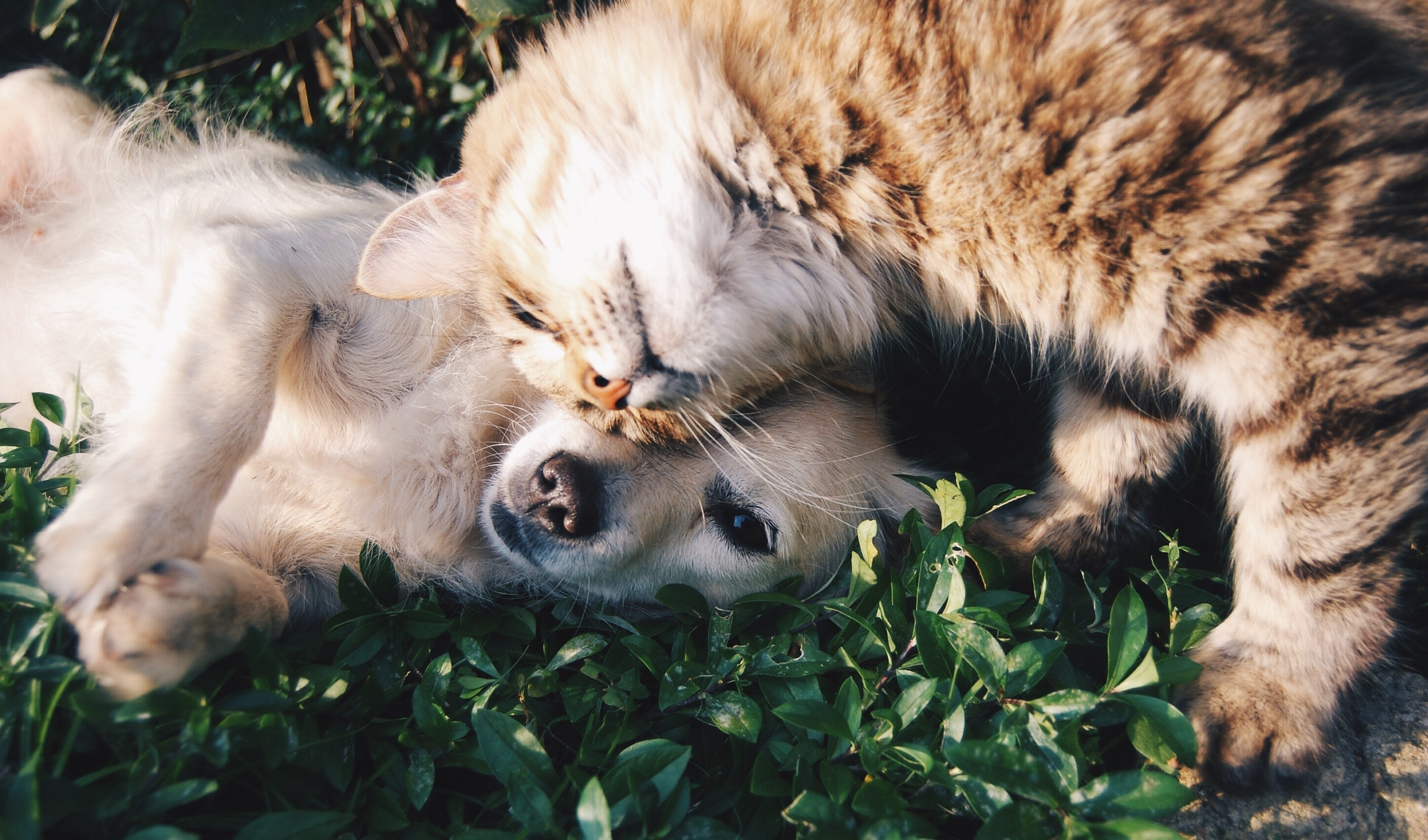 10 Home Design Features for Pets header image.