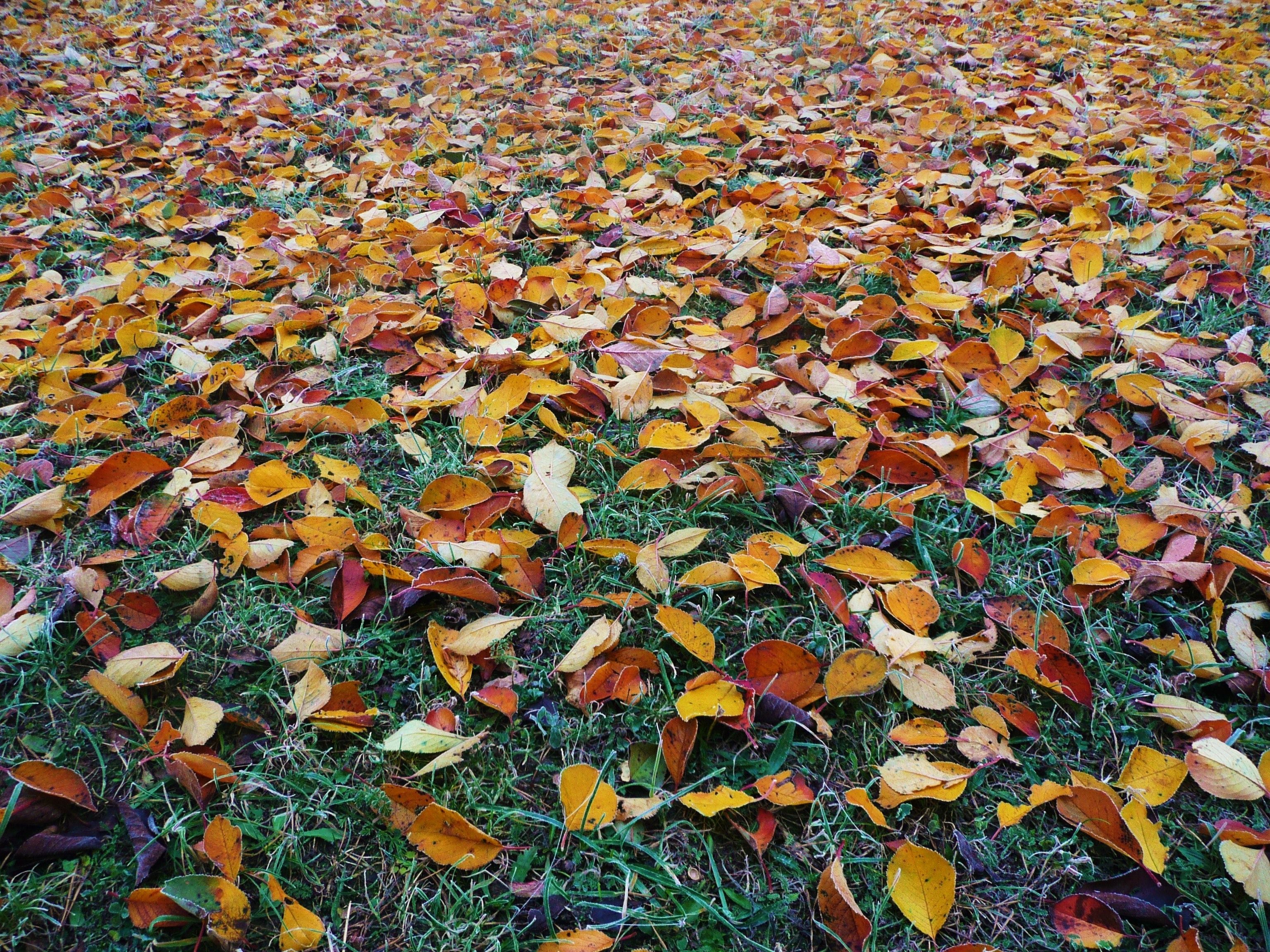 The NO RAKE Solution You Need to Try This Fall header image.