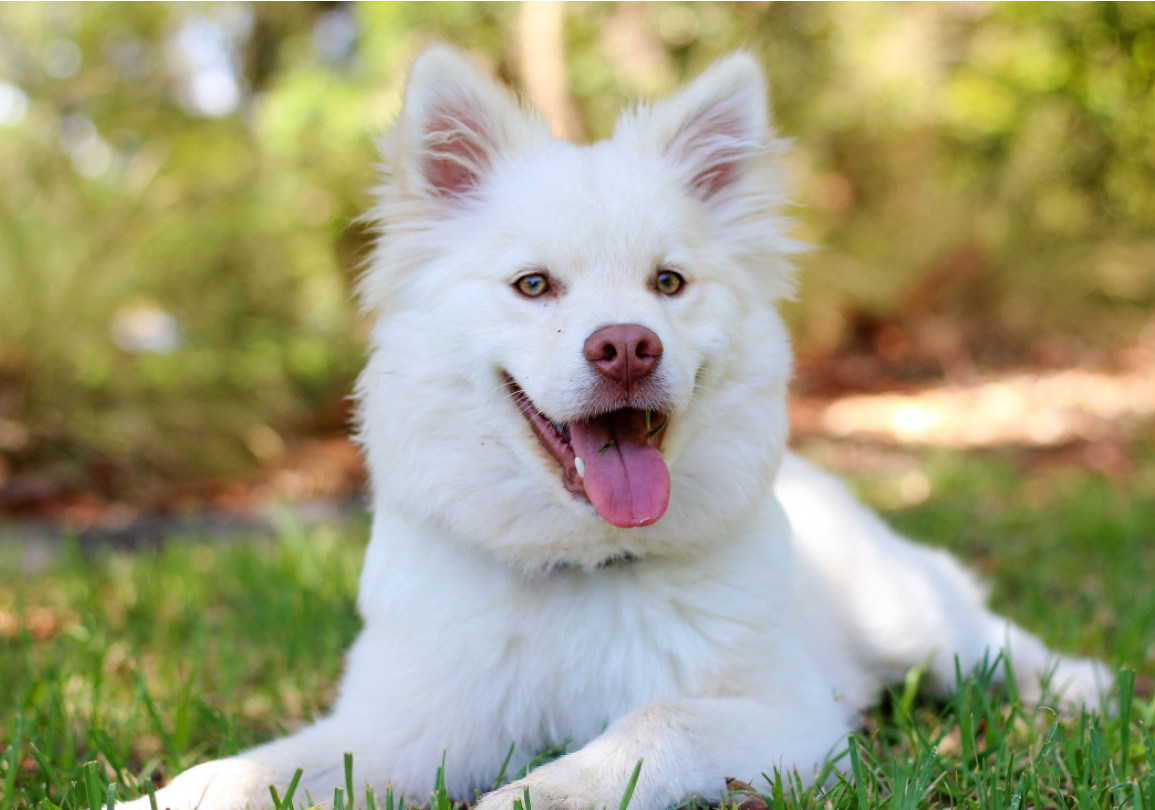 4 Tips To Keep Your Dog Safe In Your Yard This Summer header image.