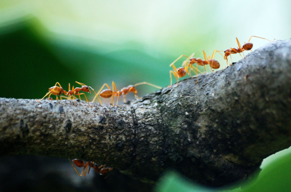 Rid Your Home Of Ants Naturally This Summer Using These Remedies header image.