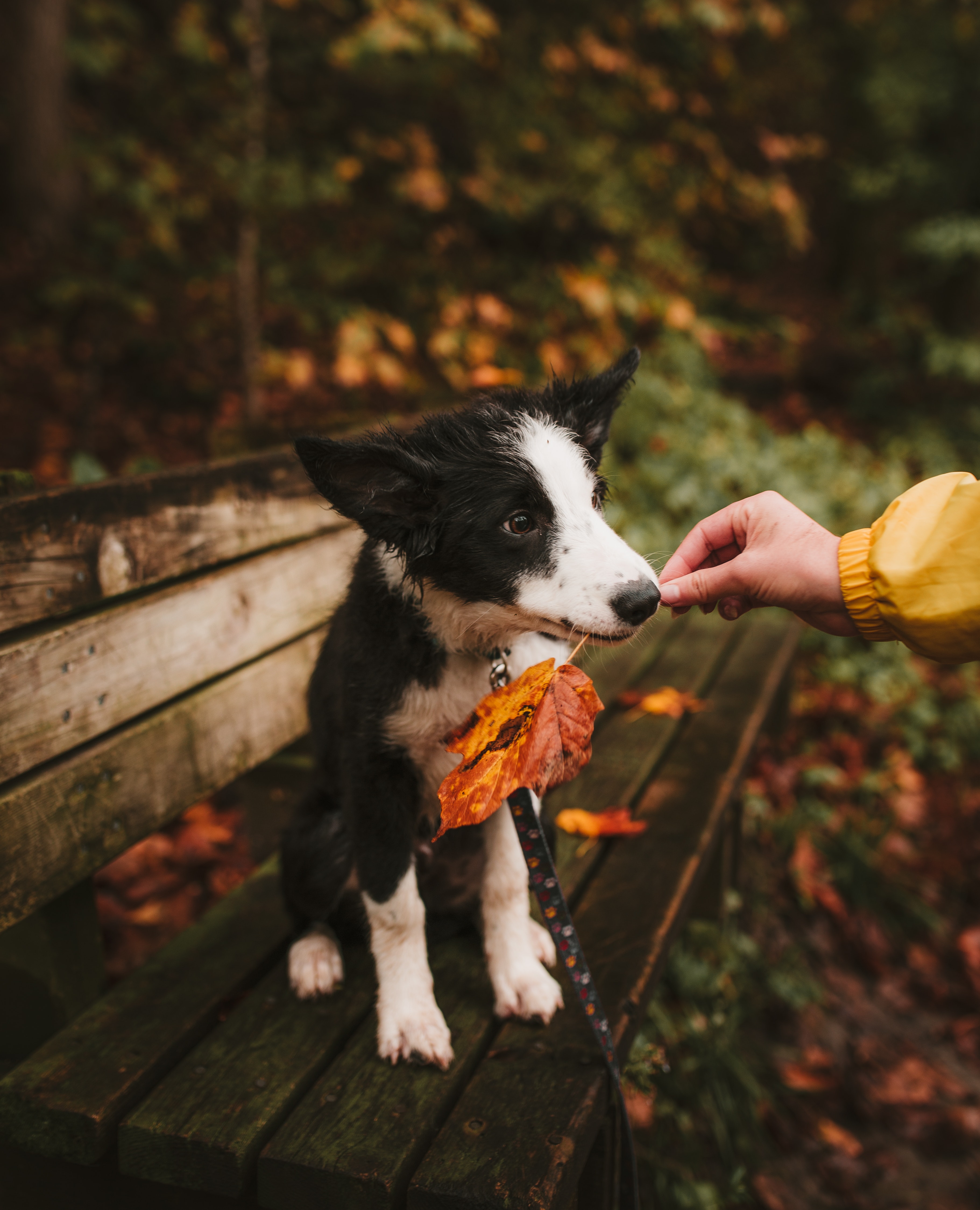 Keep Your Furry Friends Cozy This Fall! header image.