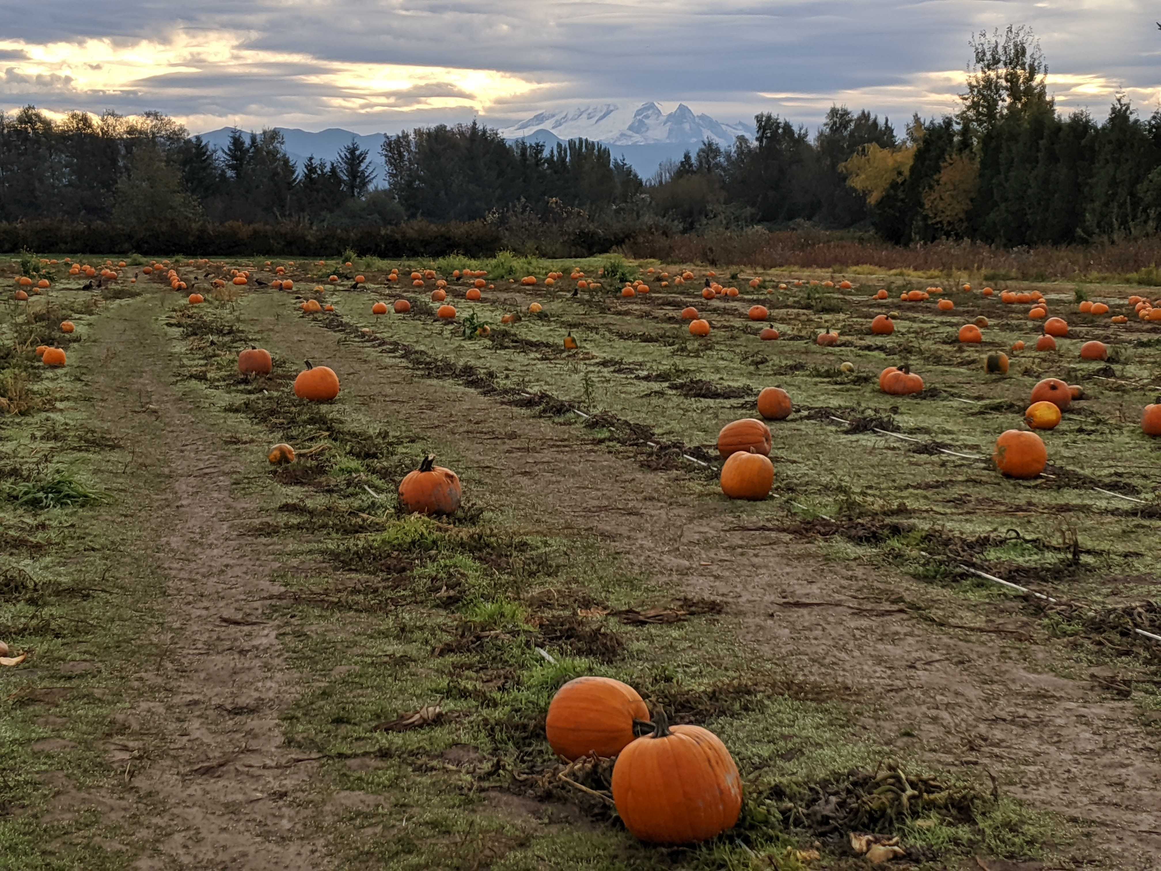 Live Bellingham Now: Falling into Bellingham header image.