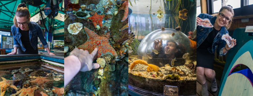 CGNW Recommends: Marine Life Center header image.