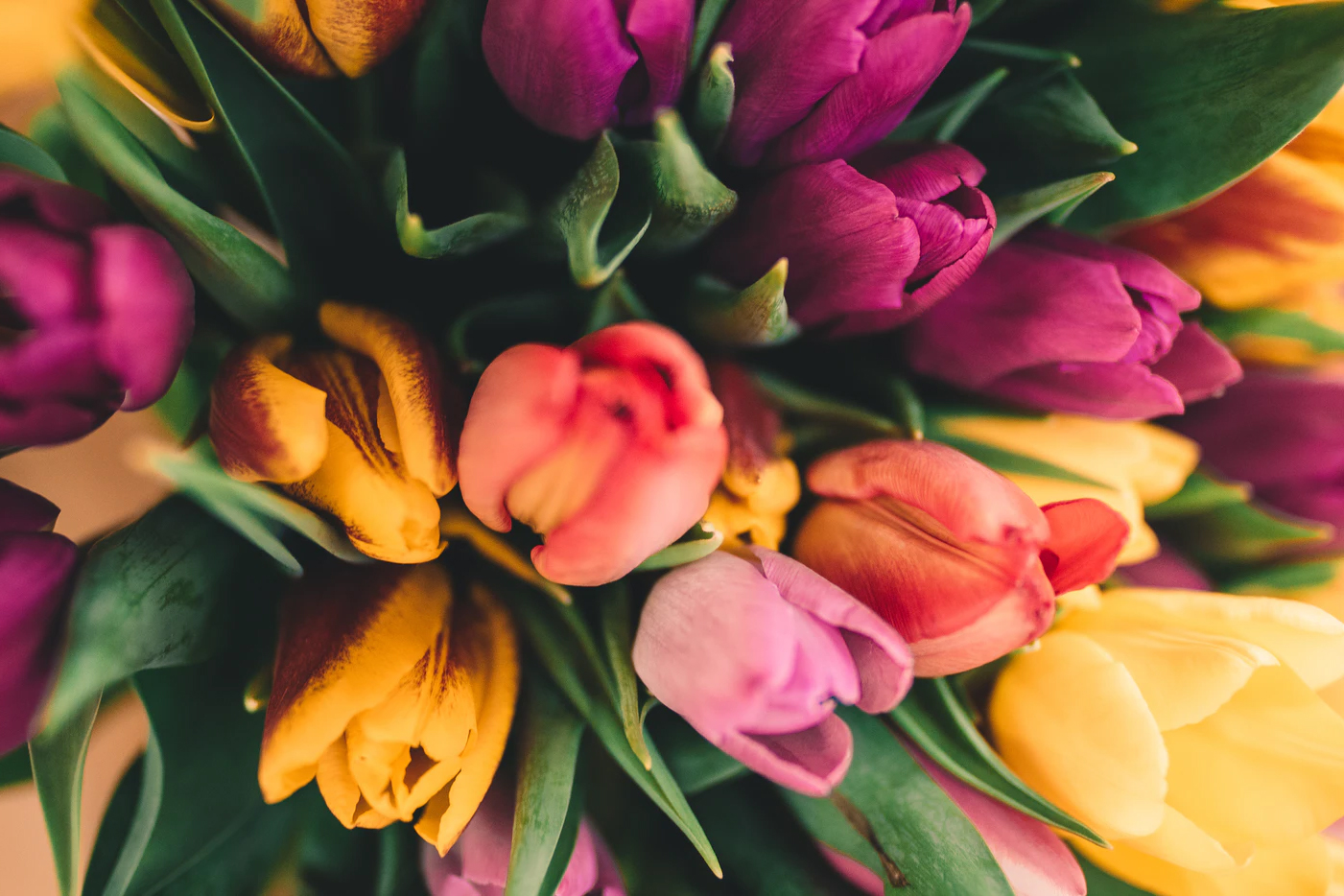 Spring Garden Guide header image.