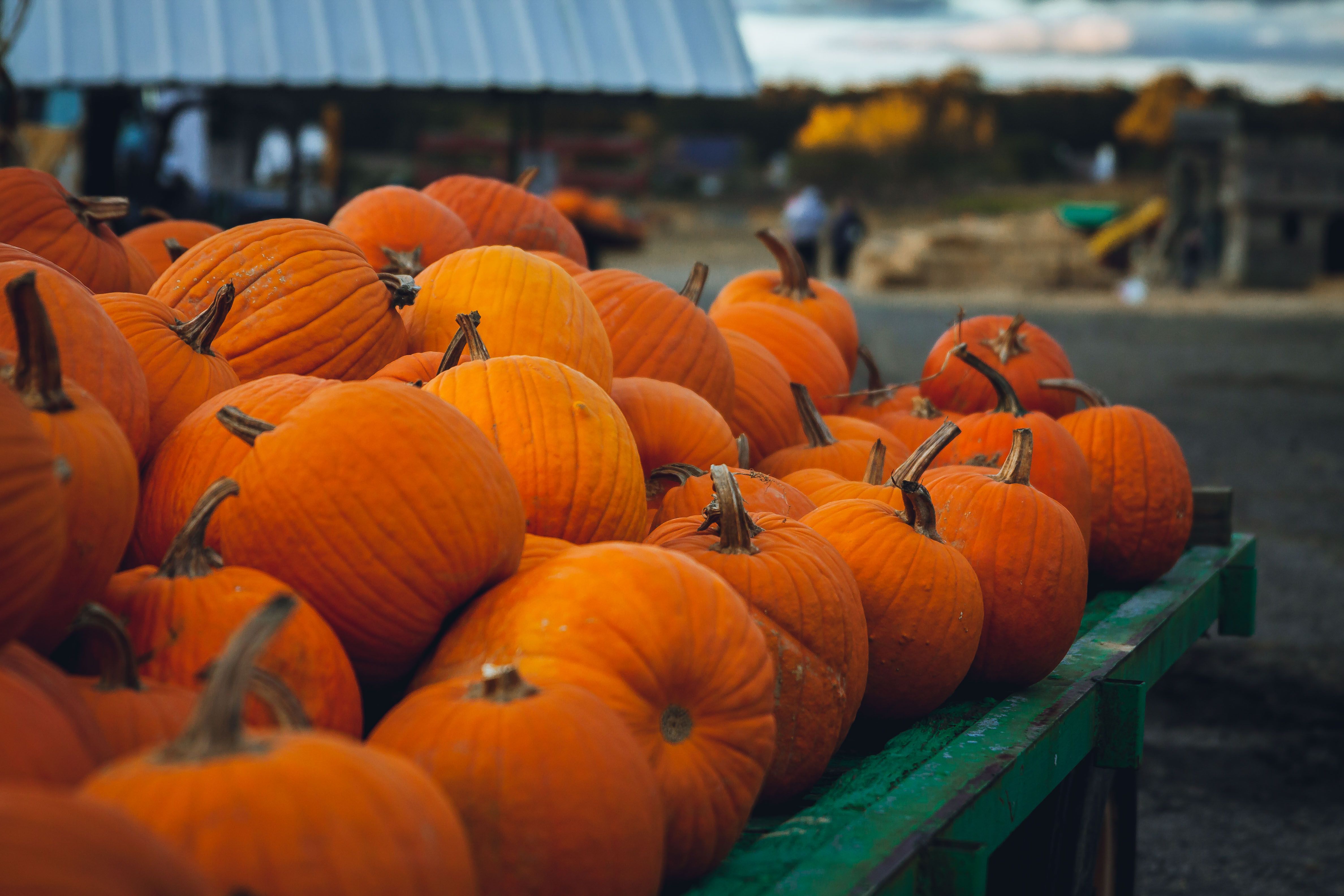 Pumpkin patch with farm background
