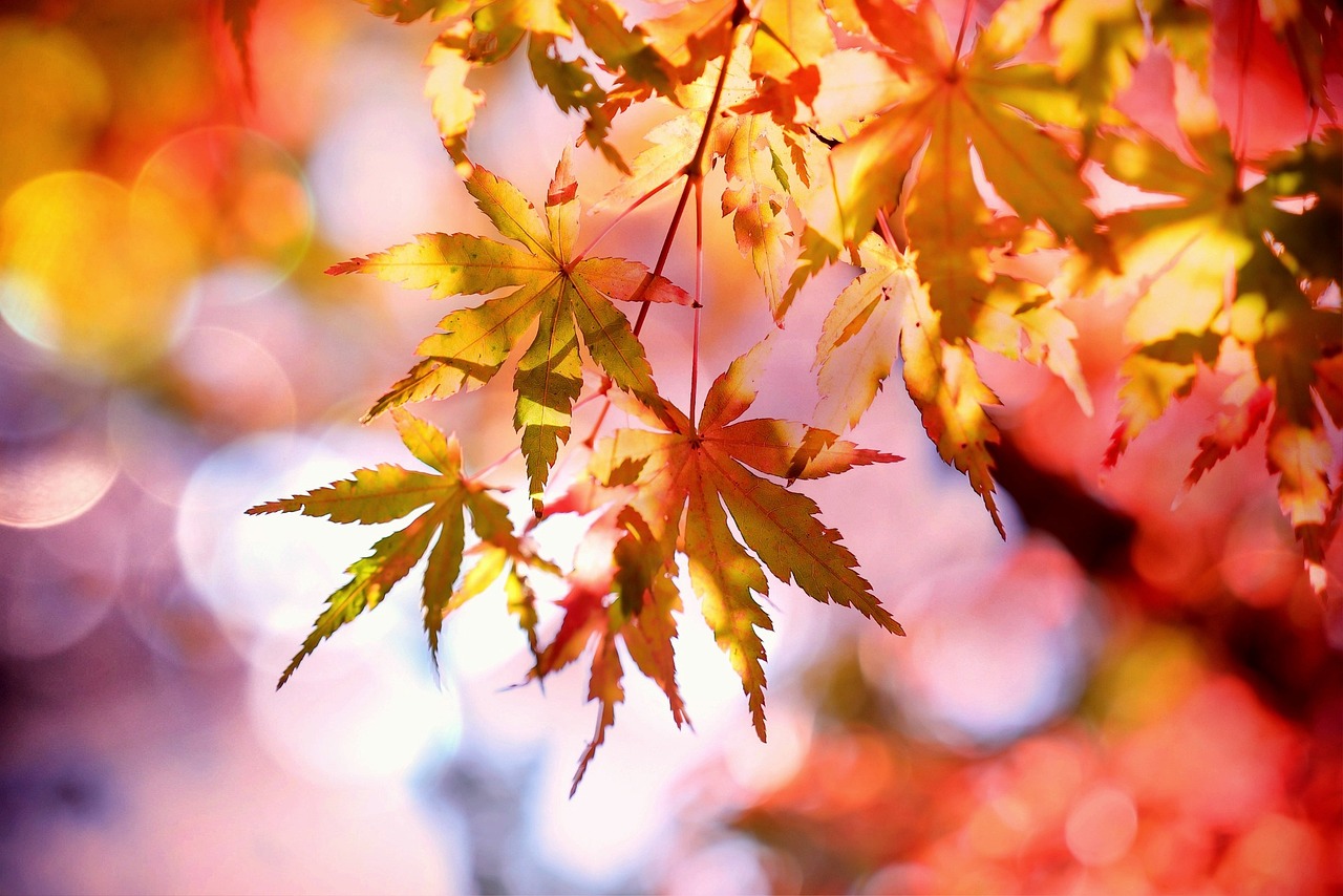 Fall Home Maintenance Tips header image.