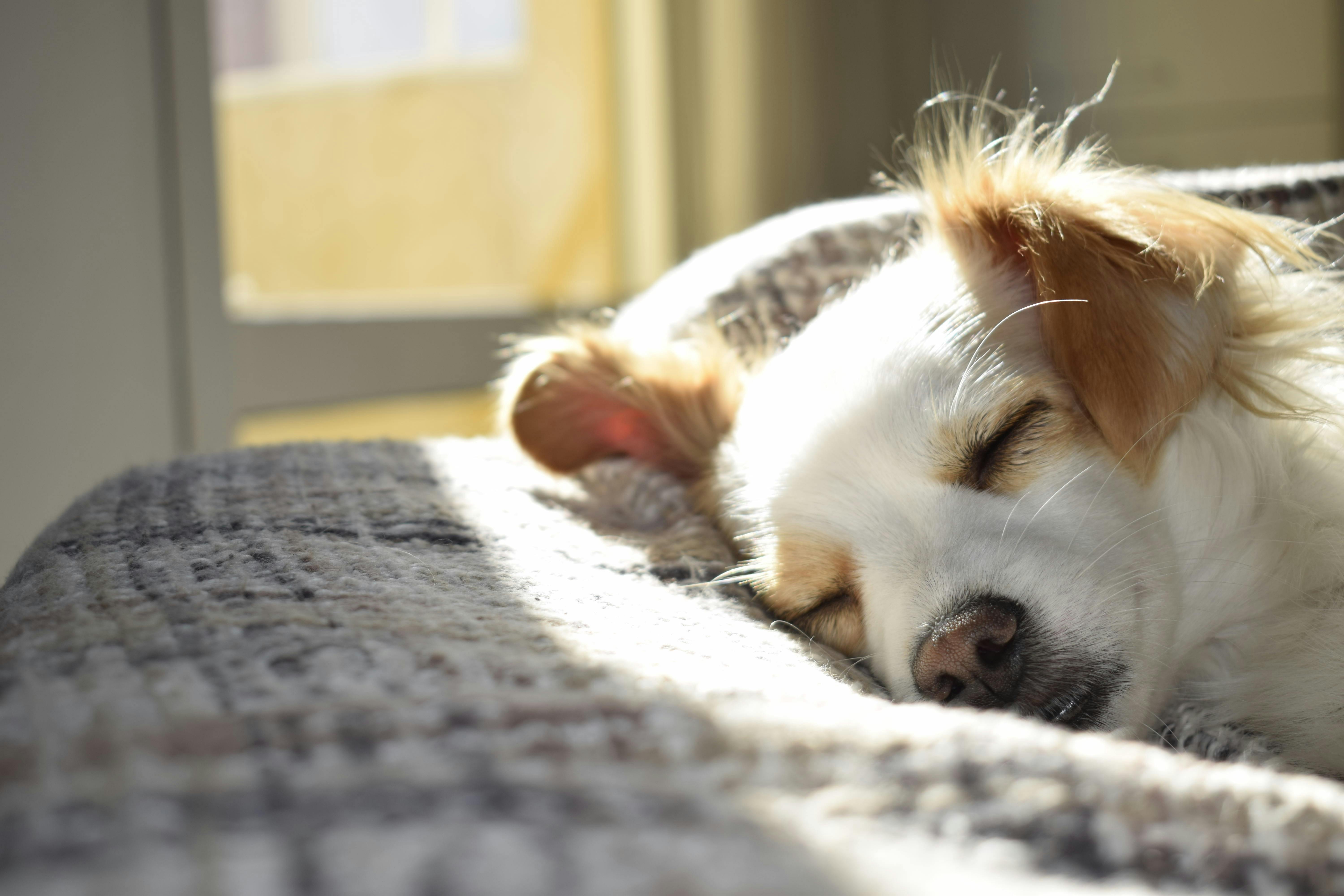Tips for Moving with Pets header image.