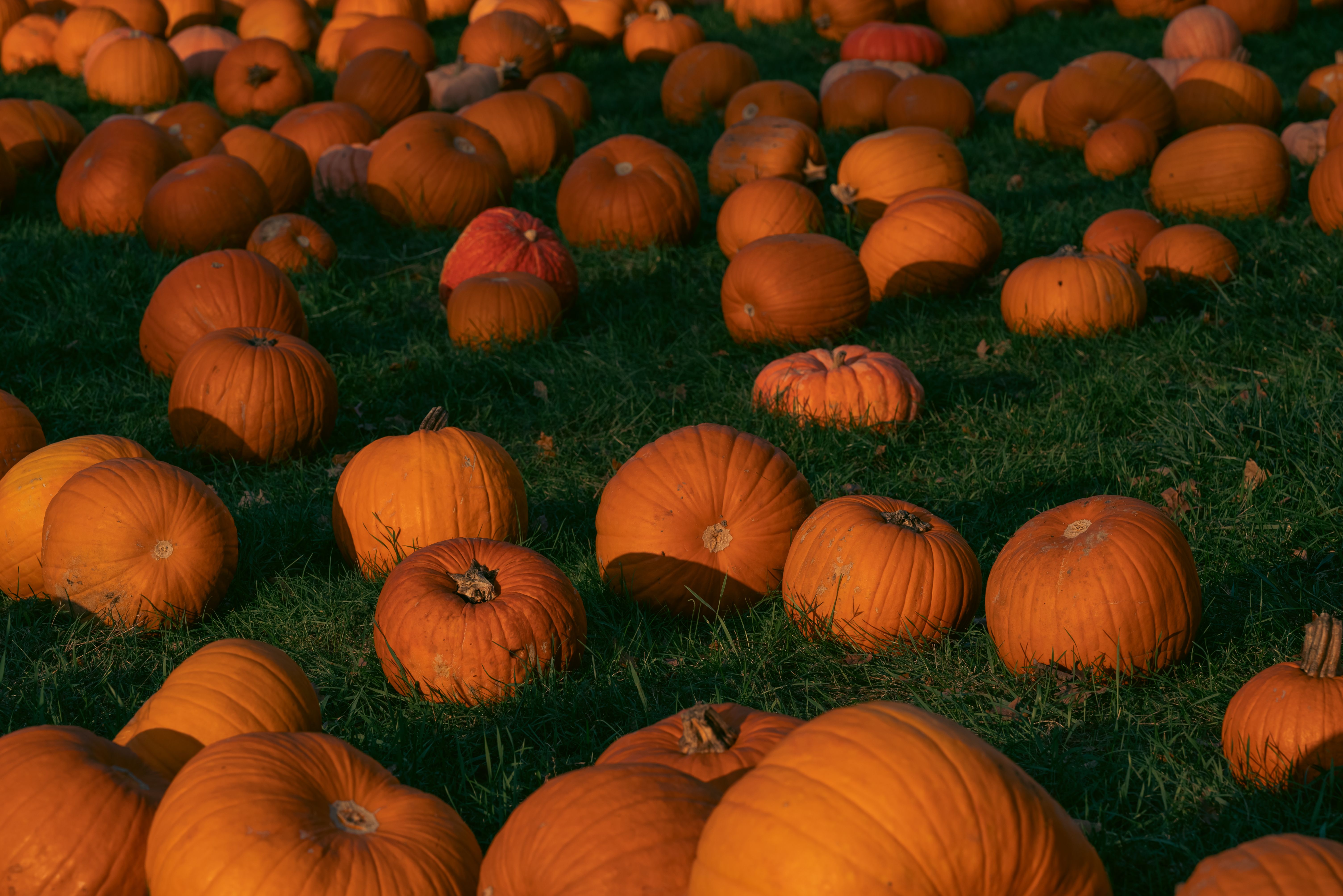Pumpkin patch with green grass and pumpkins