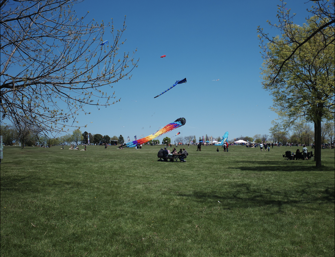 A large open grassy park filled with colorful kites flying in a clear blue sky, with people gathered throughout the field enjoying the outdoor event.