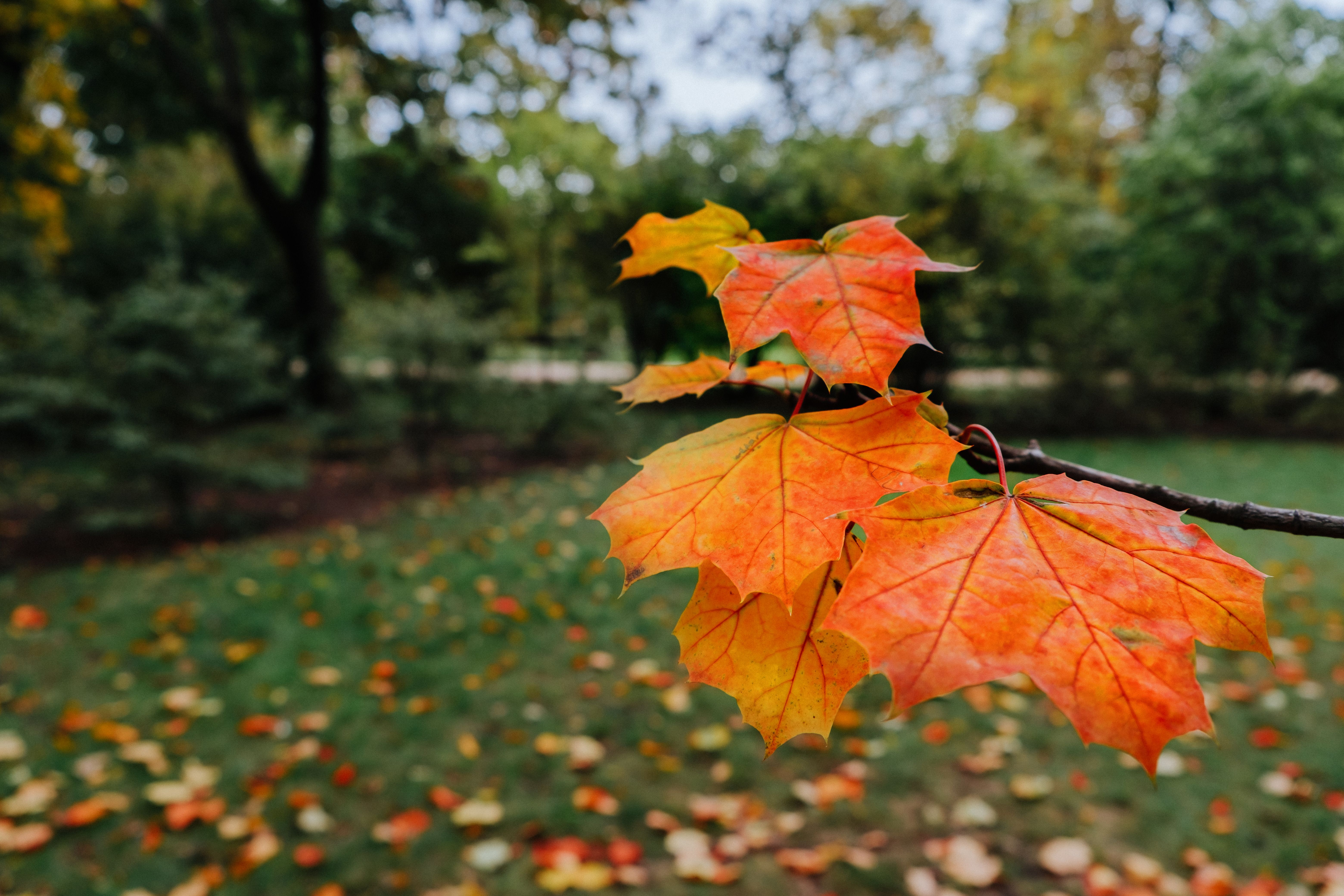 Autumn leaves in backyard