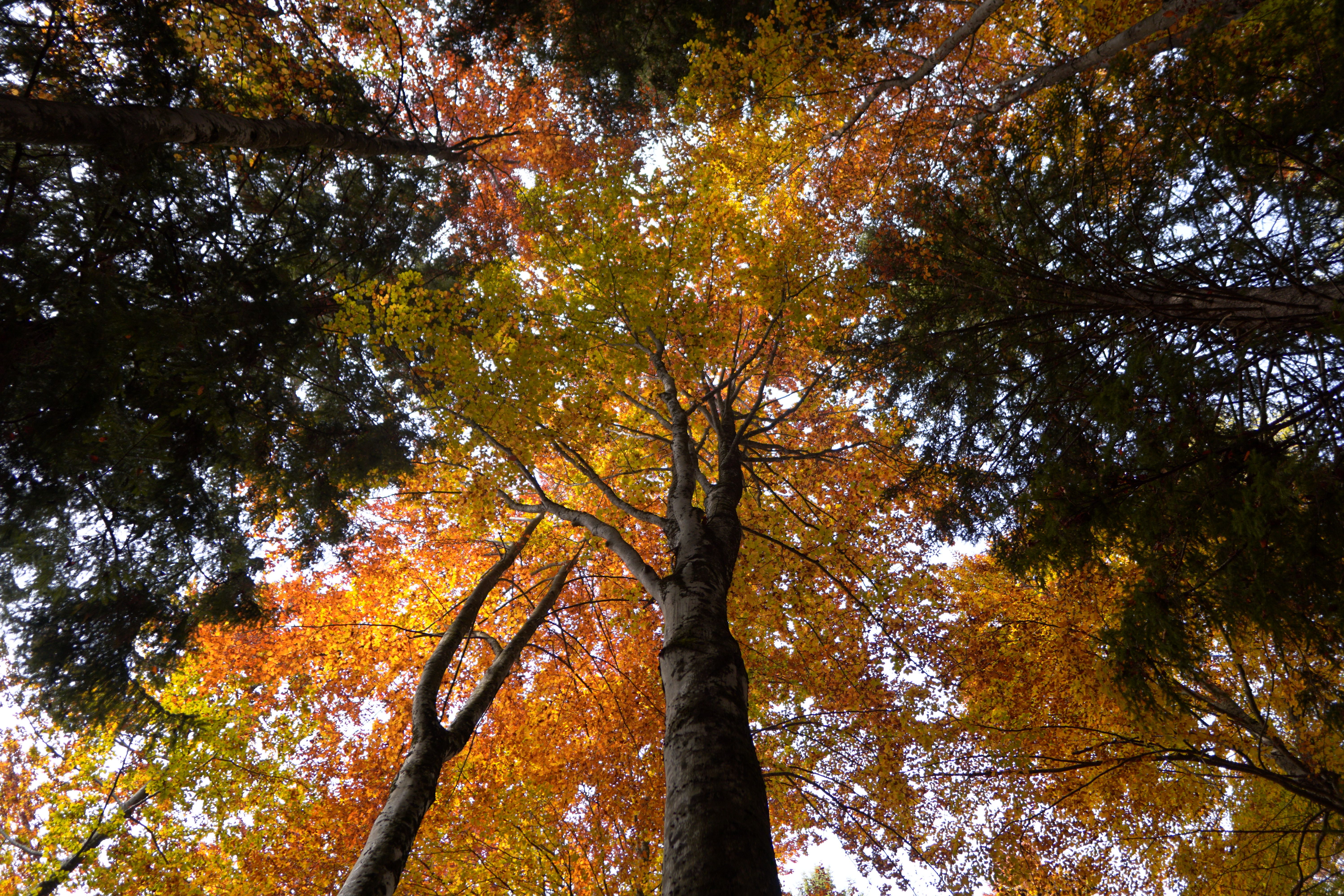 Fall colored trees